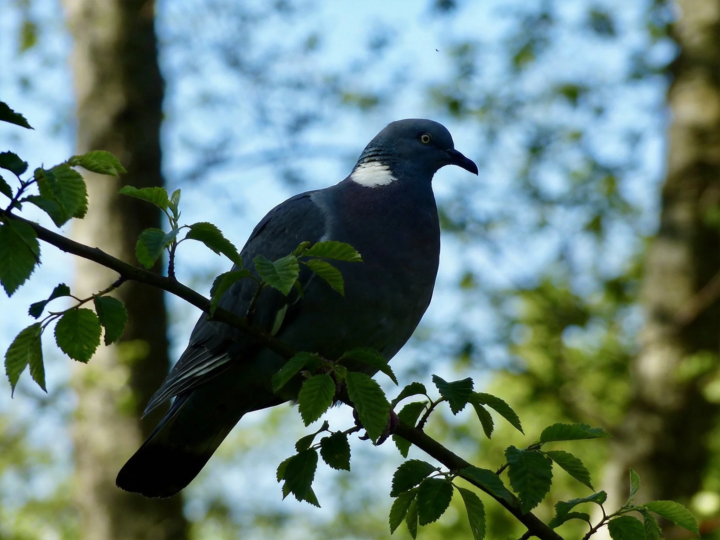 A gray pigeon perched on a leafy tree branch in a sunlit forest
