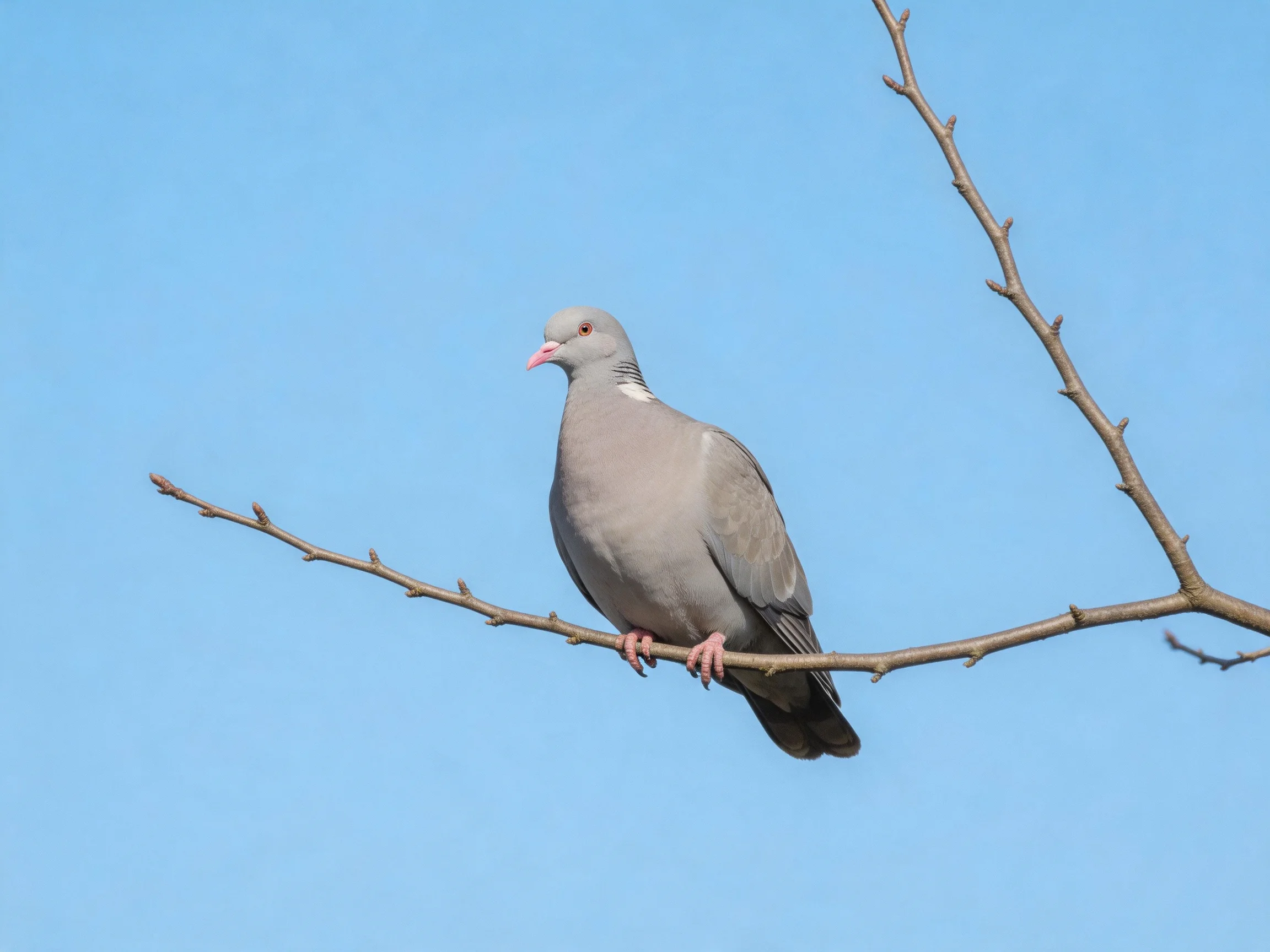 A gray pigeon perches on a bare tree branch under a clear blue sky