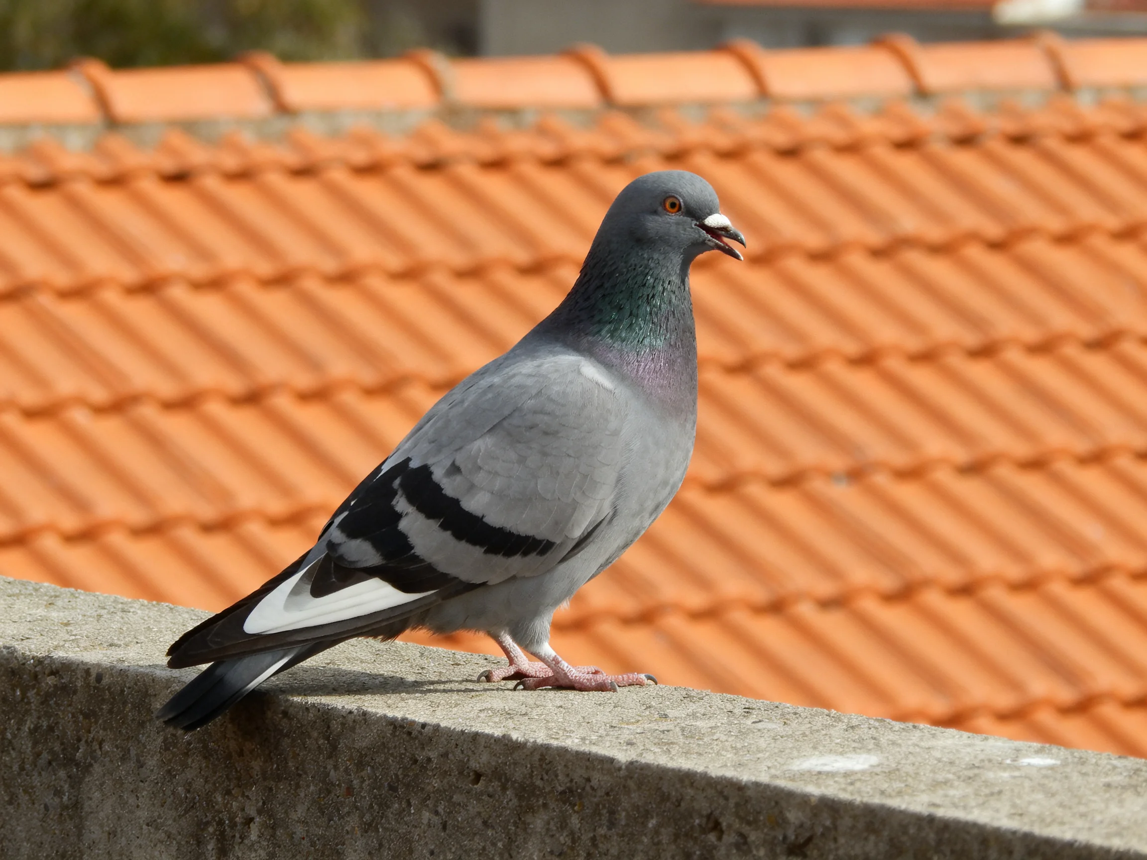A gray pigeon perches on a concrete ledge near orange rooftops