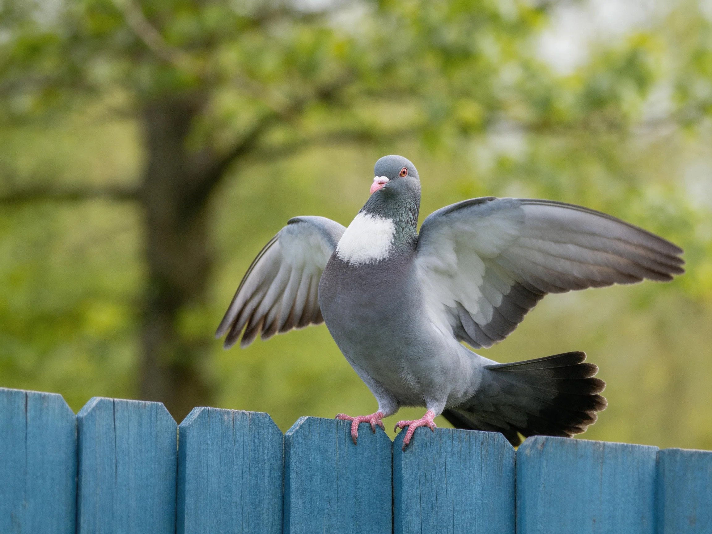 A gray pigeon spreading wings on a blue wooden fence