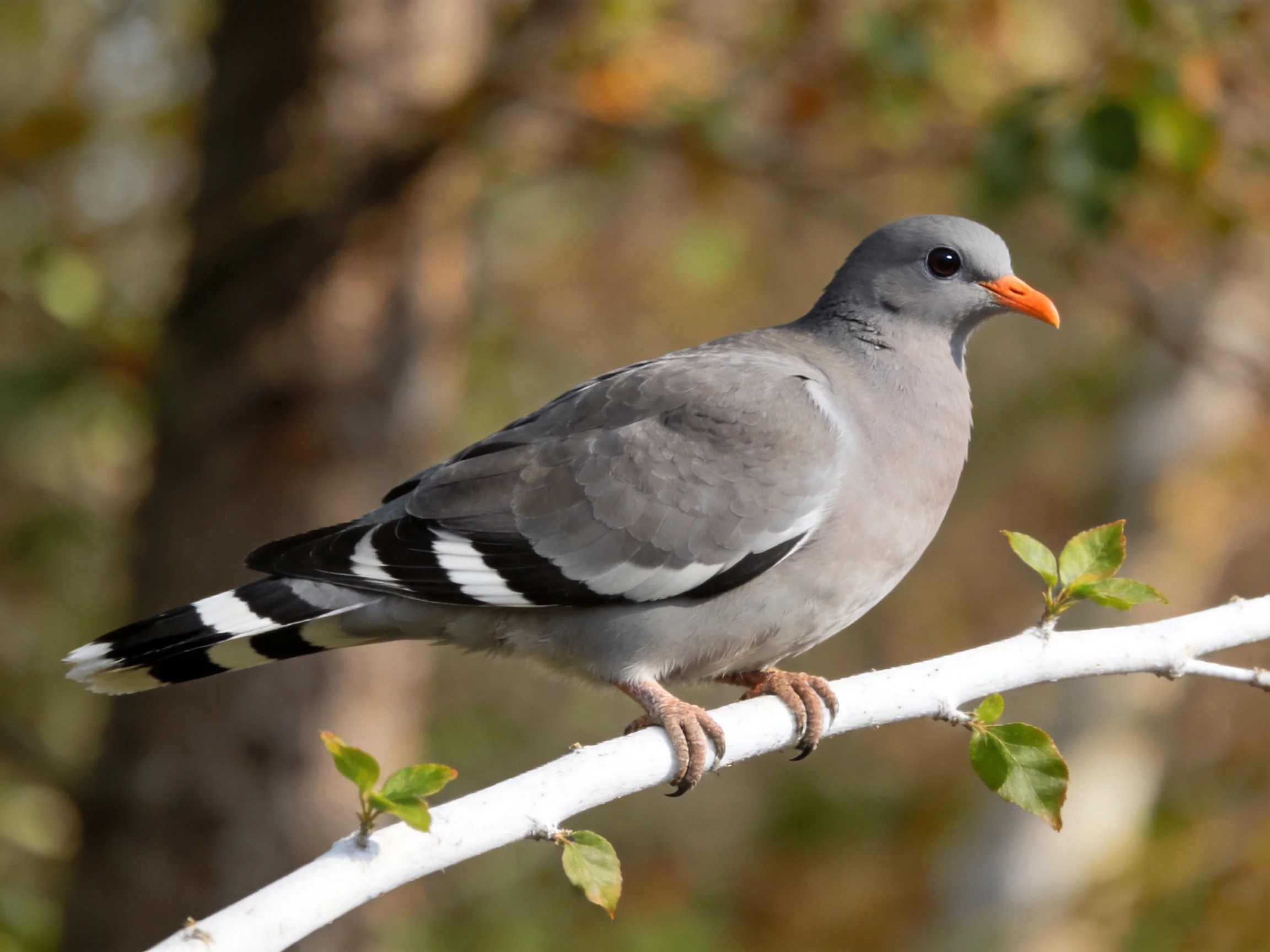 A gray pigeon with black-and-white tail perches on a white branch