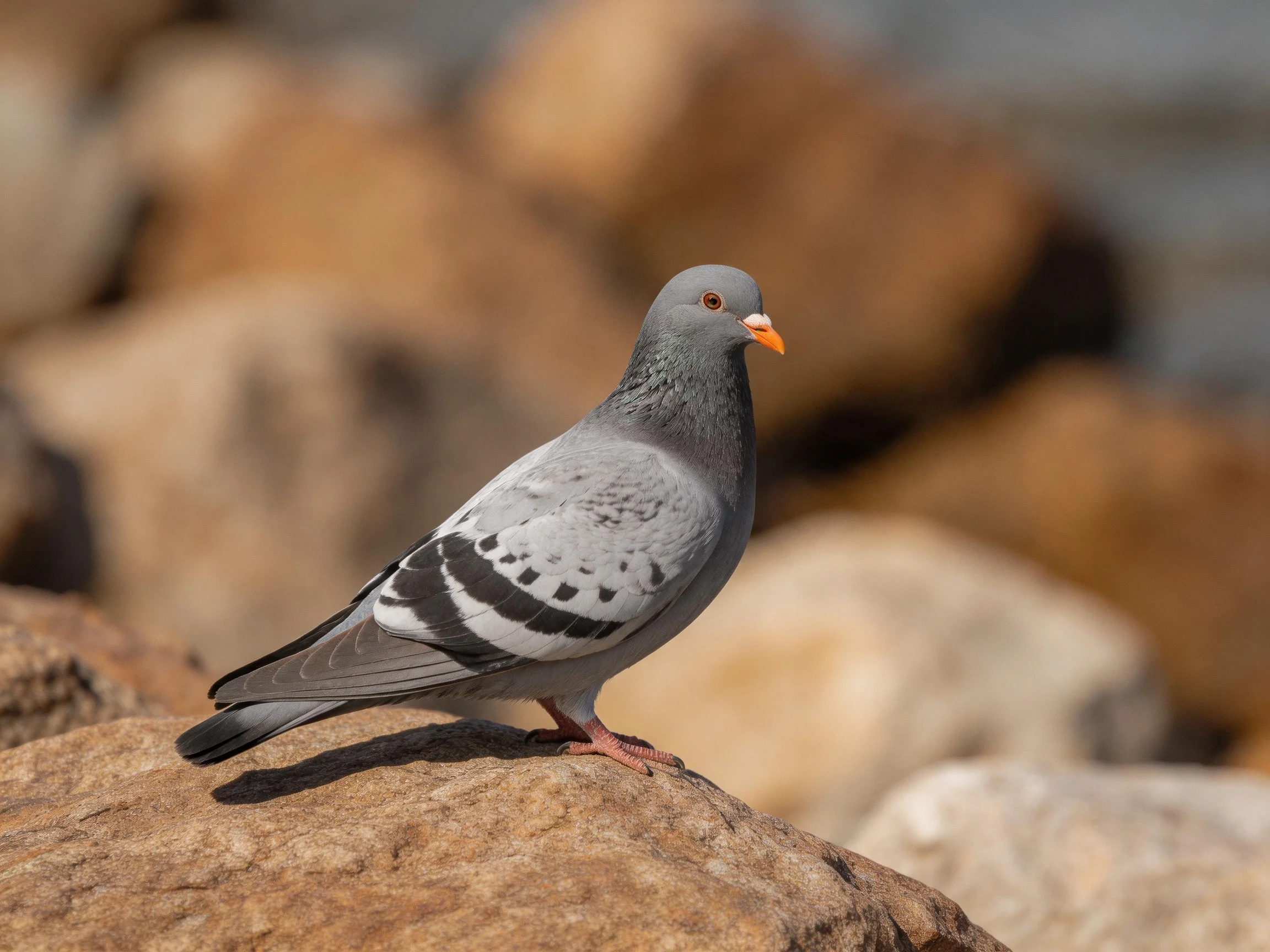 A gray pigeon with black-striped wings perches on brown rocky terrain