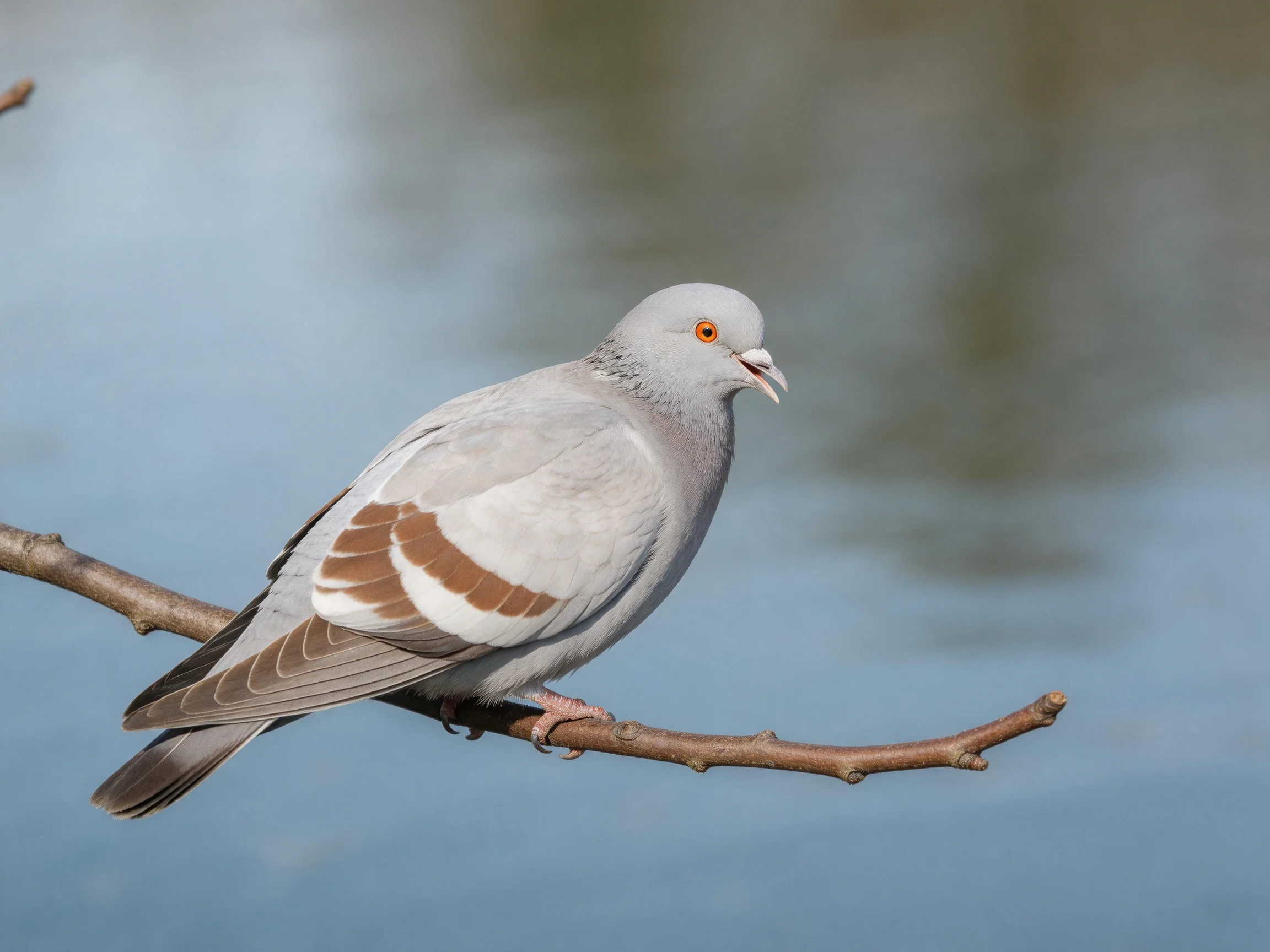 A gray pigeon with brown wing markings perches on a thin branch near water