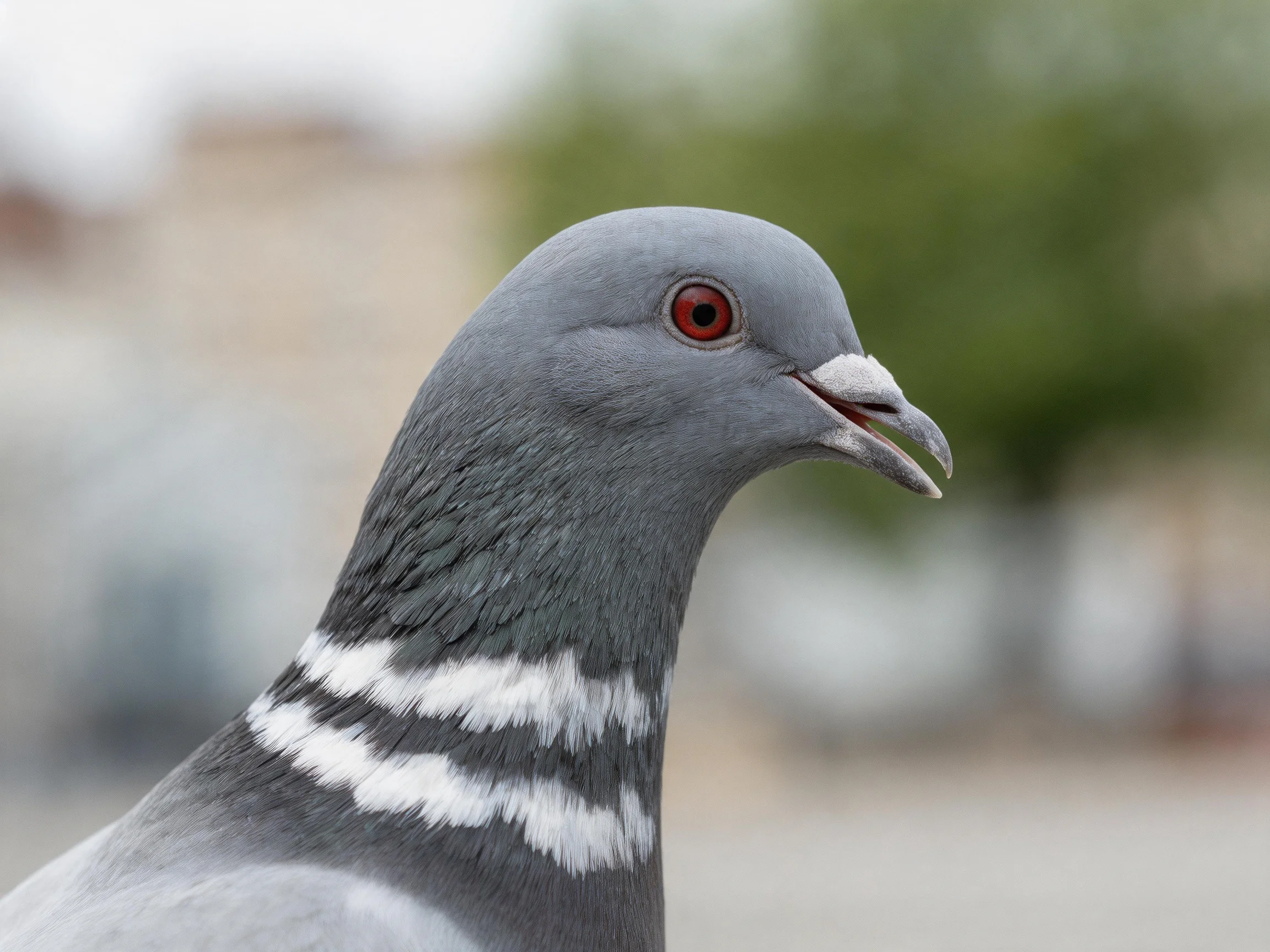 A gray pigeon with white neck stripes and red eye