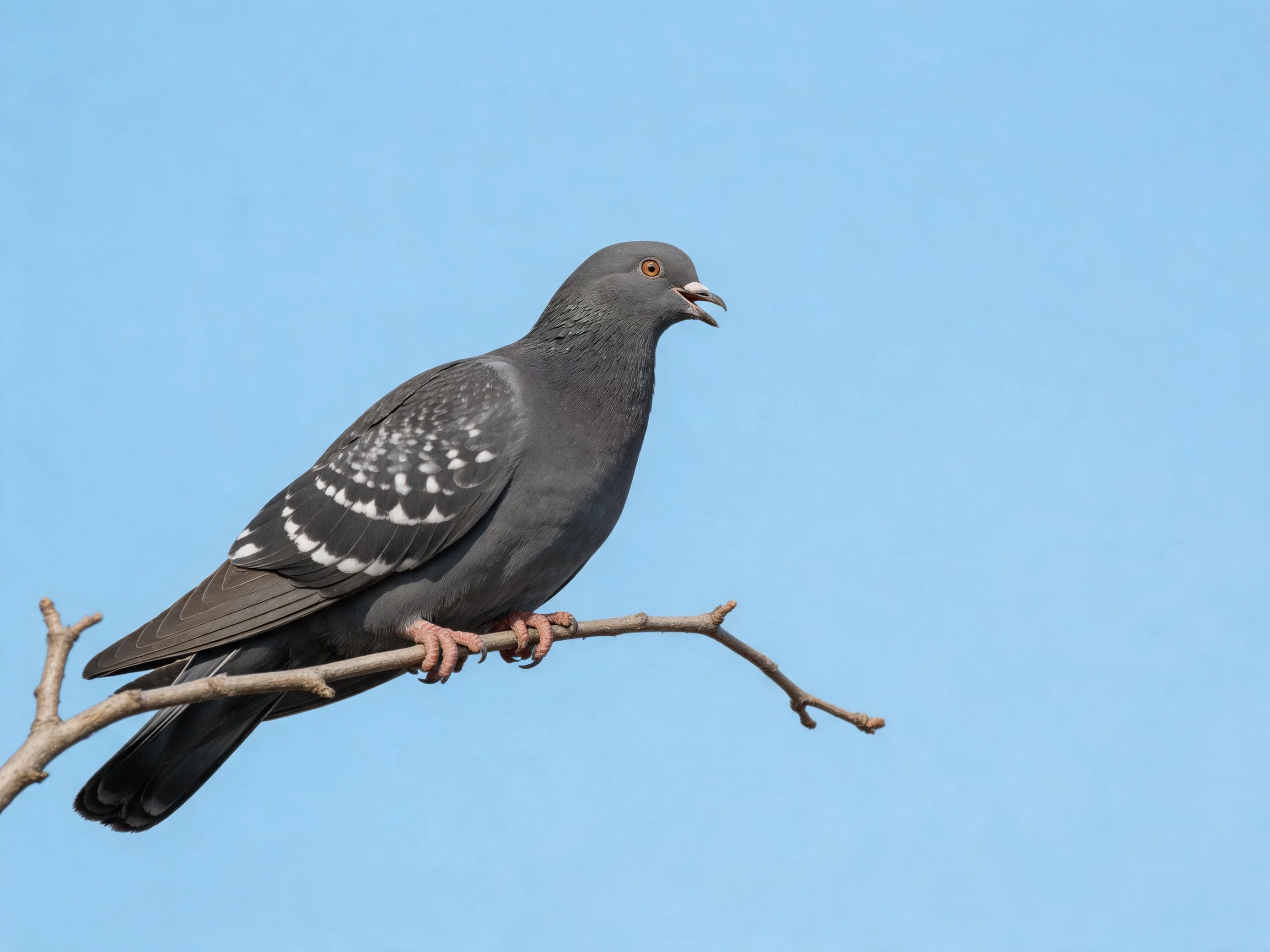 A gray pigeon with white wing patterns perches on a thin branch