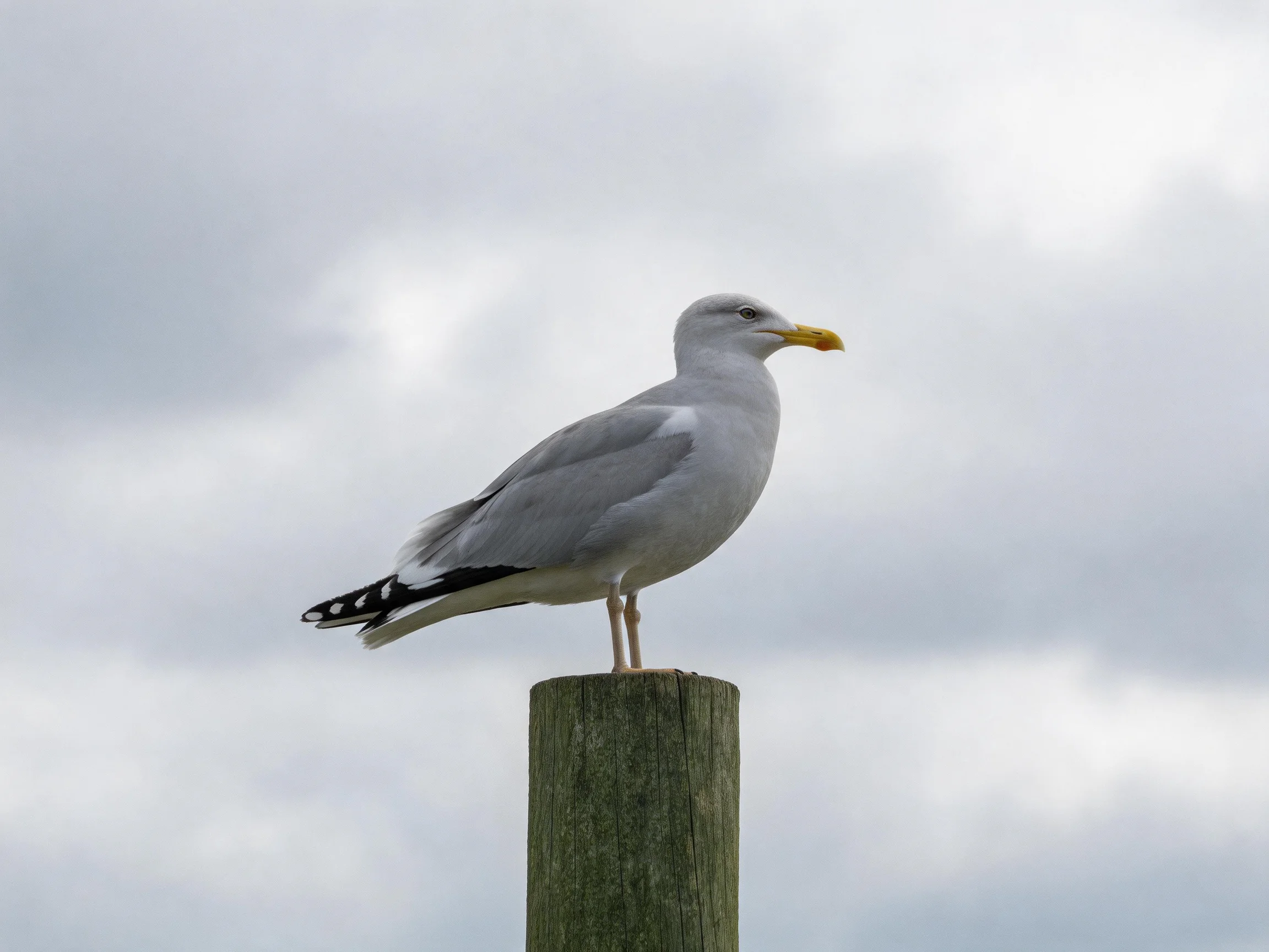 A gray seagull perched on a weathered wooden post against an overcast sky