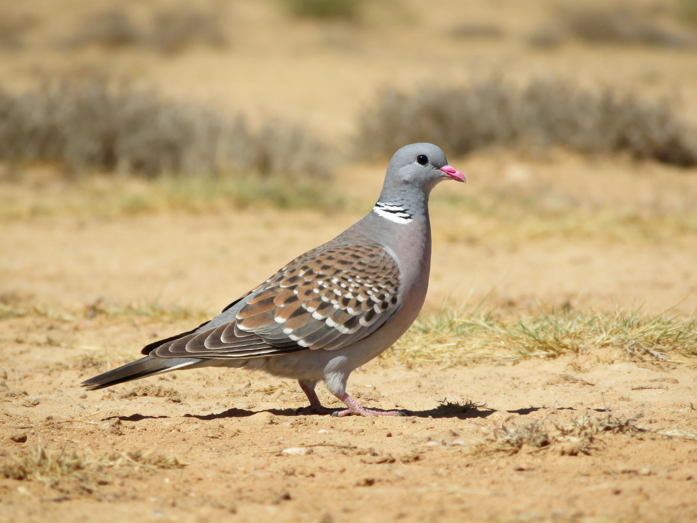 A gray-spotted dove with pink beak on sandy terrain