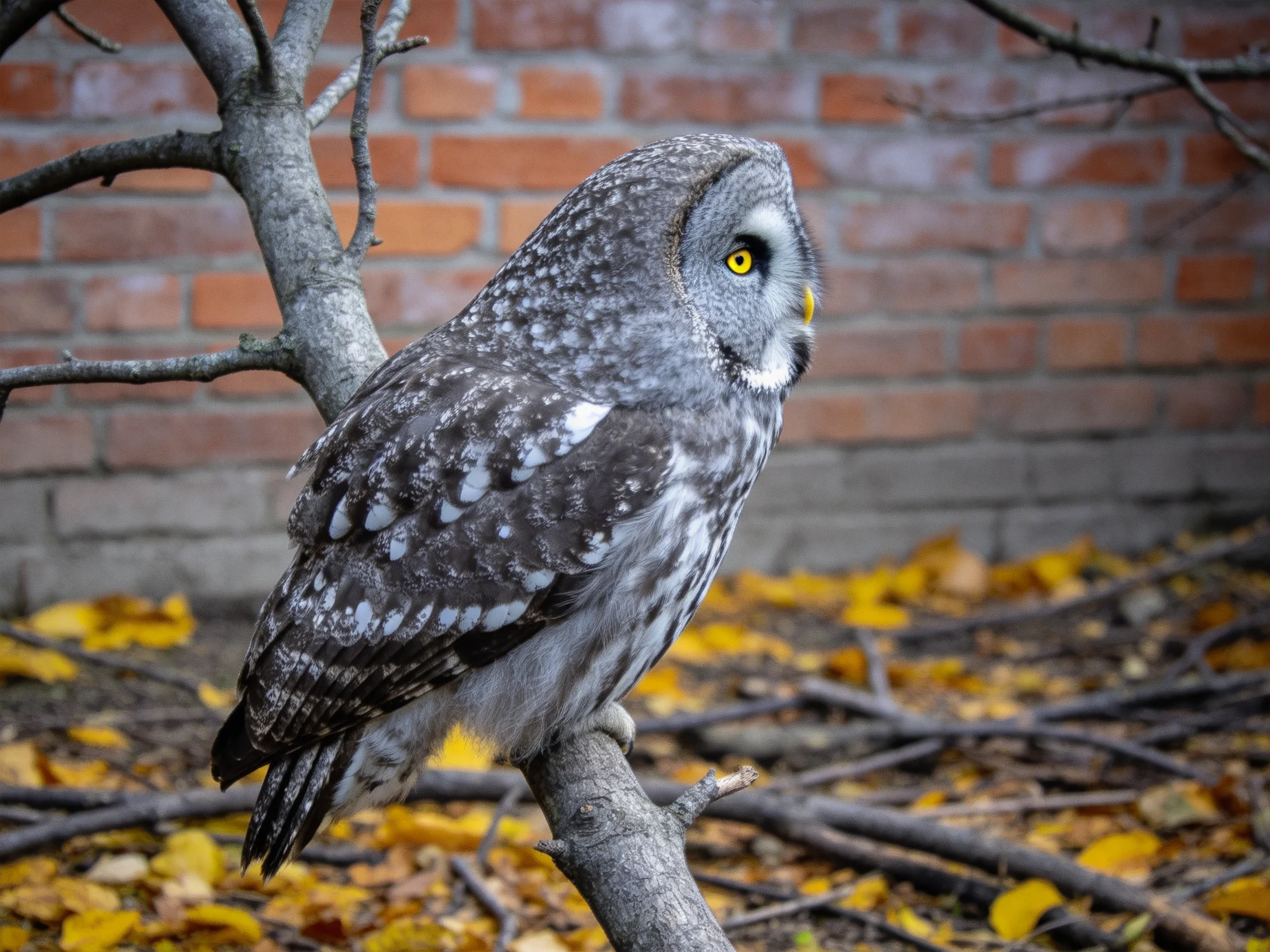 A gray-spotted owl perched on a branch near a brick wall