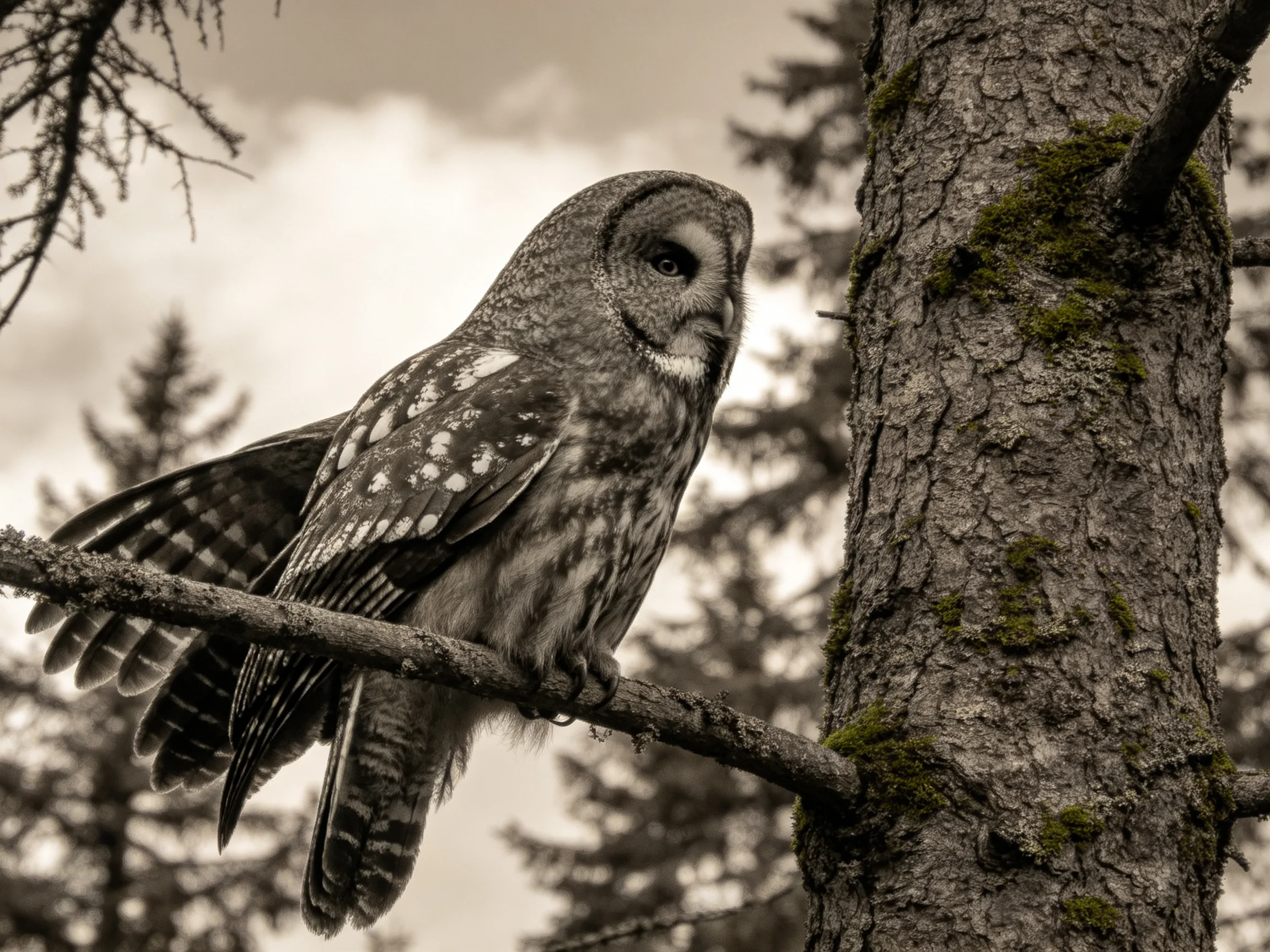 A gray-spotted owl perches on a mossy tree branch