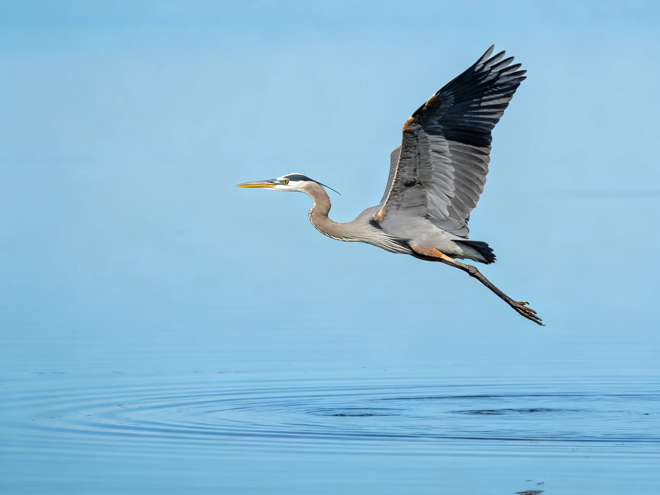 A great blue heron flies over calm blue water