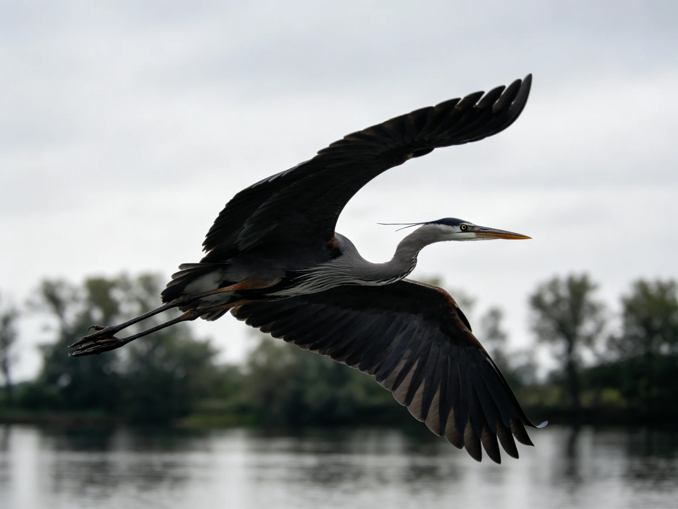 A great blue heron flies over calm waters near trees