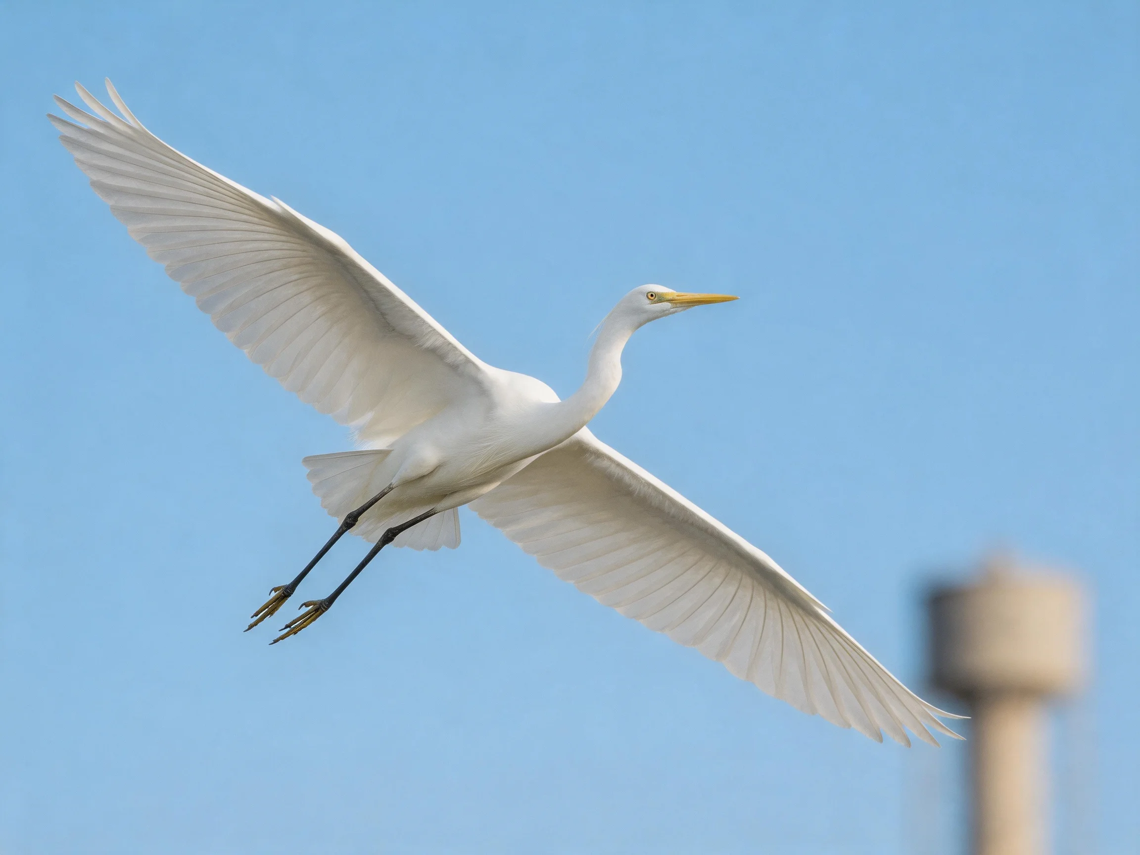 A great egret flies with outstretched wings against clear blue sky