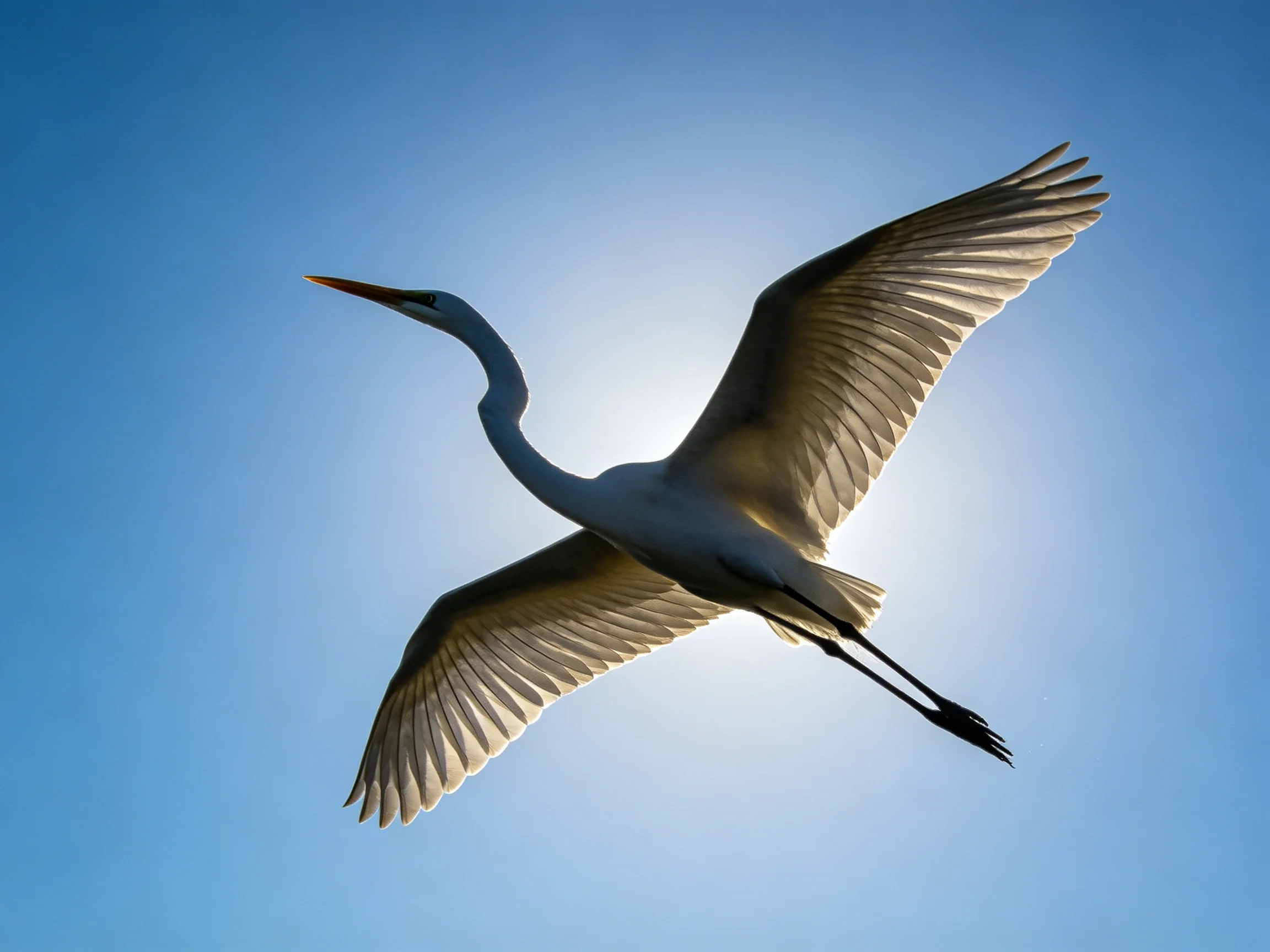 A great egret soaring with outstretched wings under bright sunlight