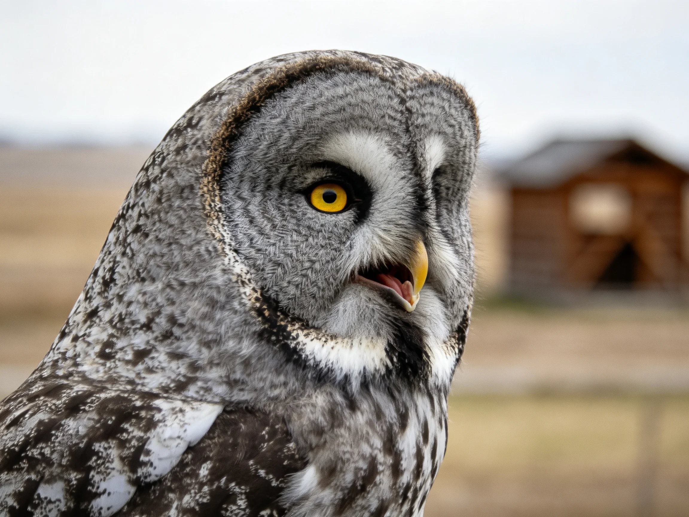 A great gray owl with yellow eyes and speckled plumage