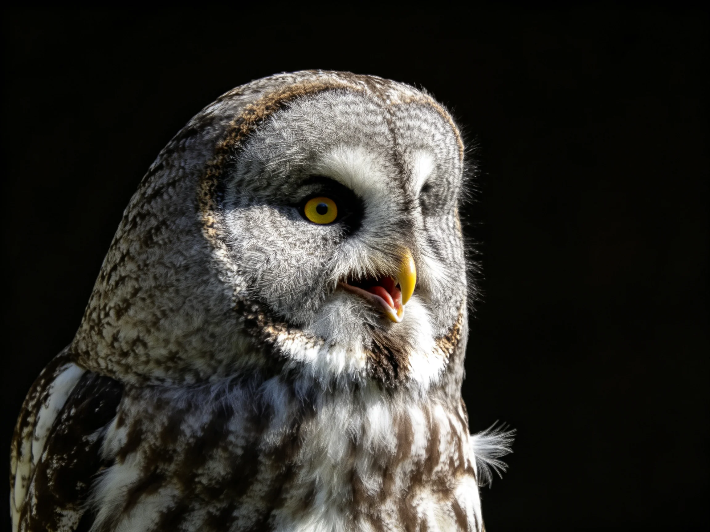 A great grey owl with bright yellow eyes and patterned plumage
