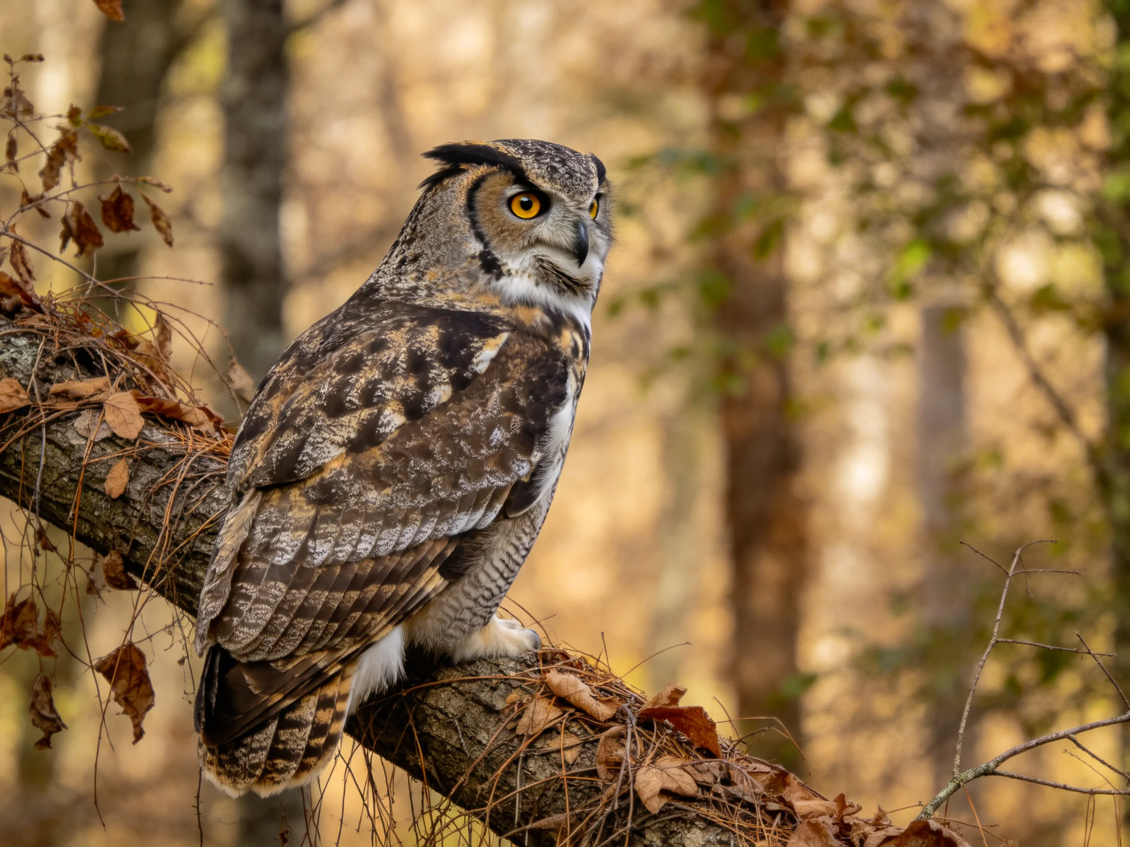 A great horned owl perched on a forest branch with autumn foliage