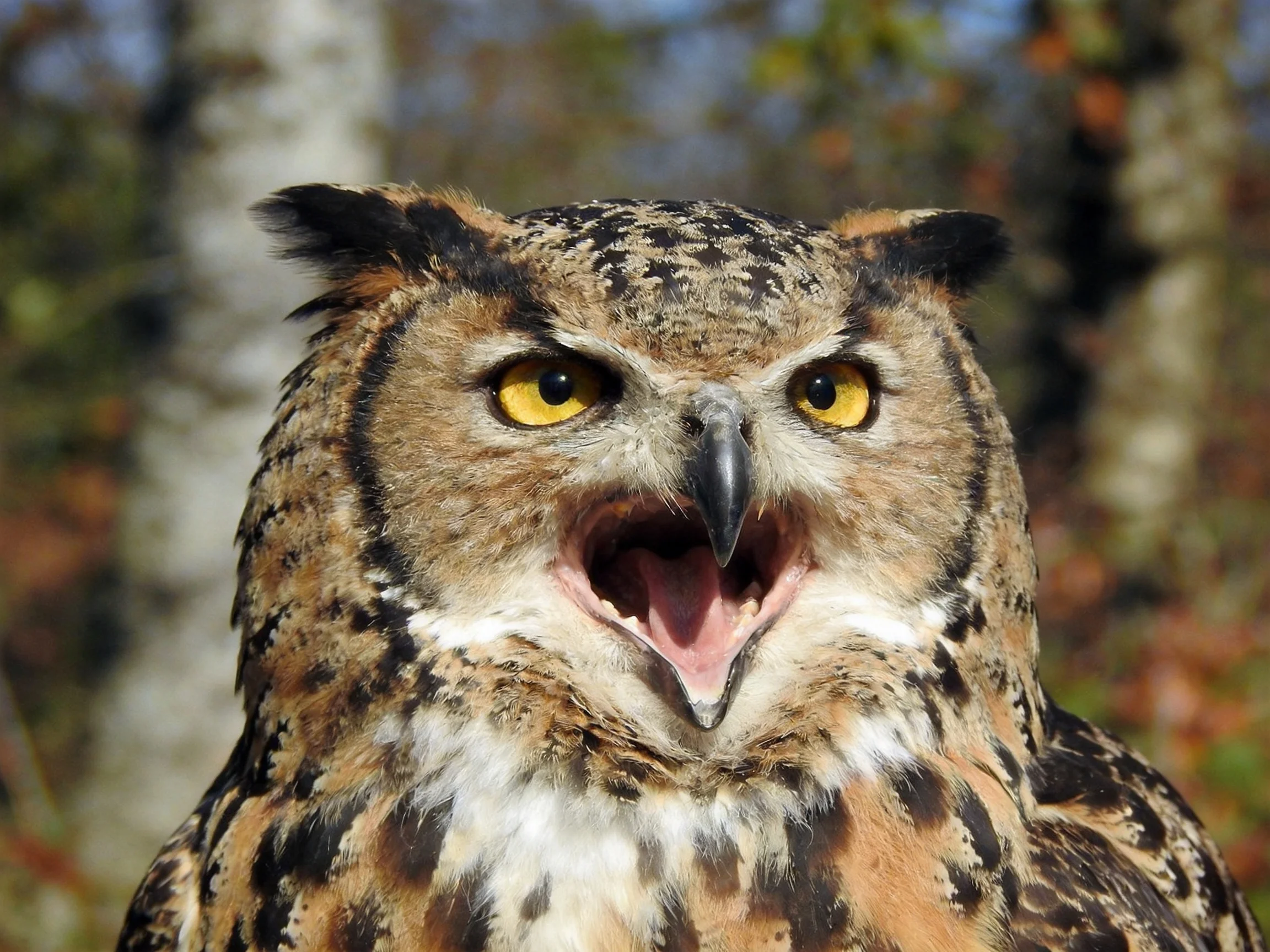 A great horned owl with bright yellow eyes and mottled brown - black feathers