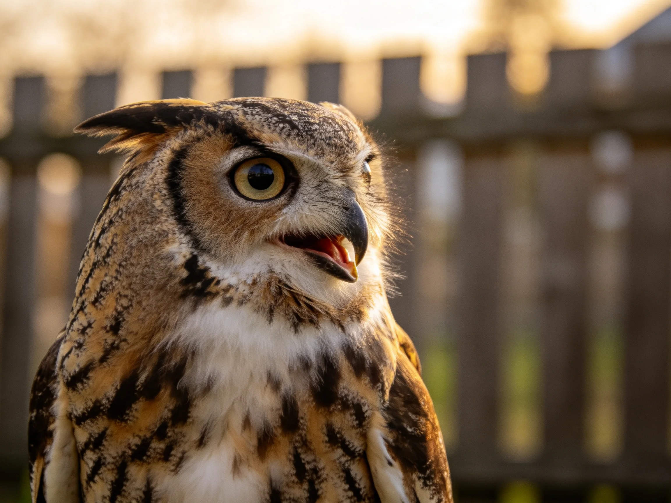A great horned owl with brown, white, and black plumage near a wooden fence