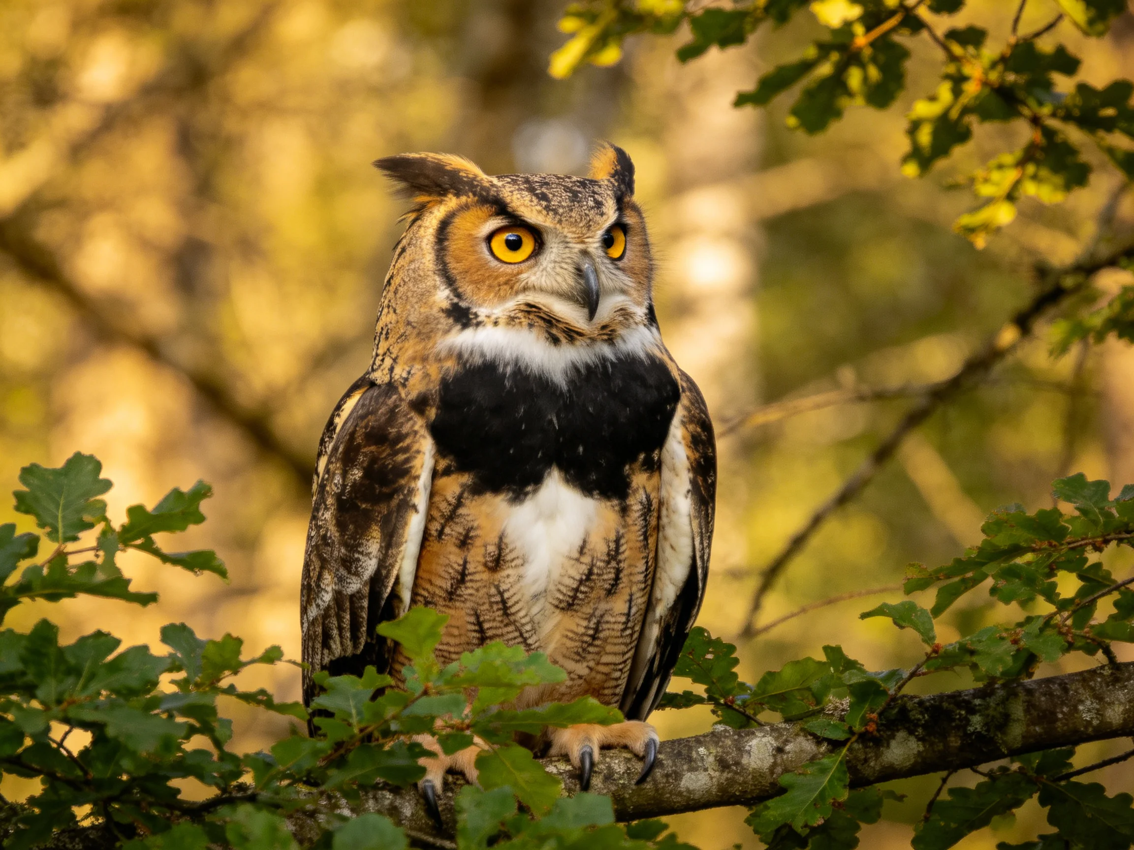 A great horned owl with yellow eyes perched on a tree branch