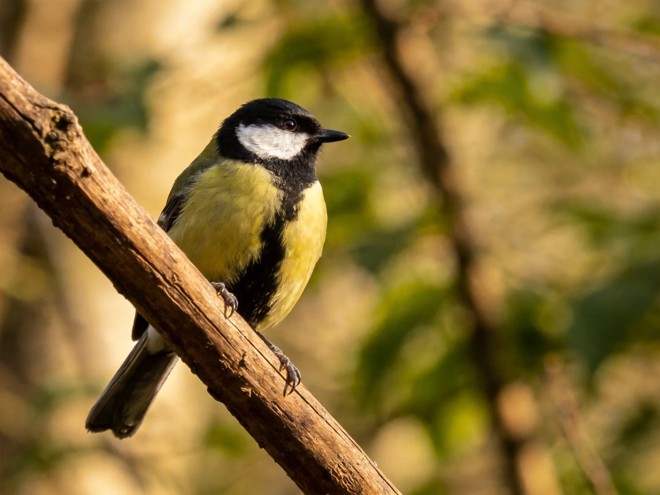 A great tit with black, white, and yellow plumage perches on a brown tree branch
