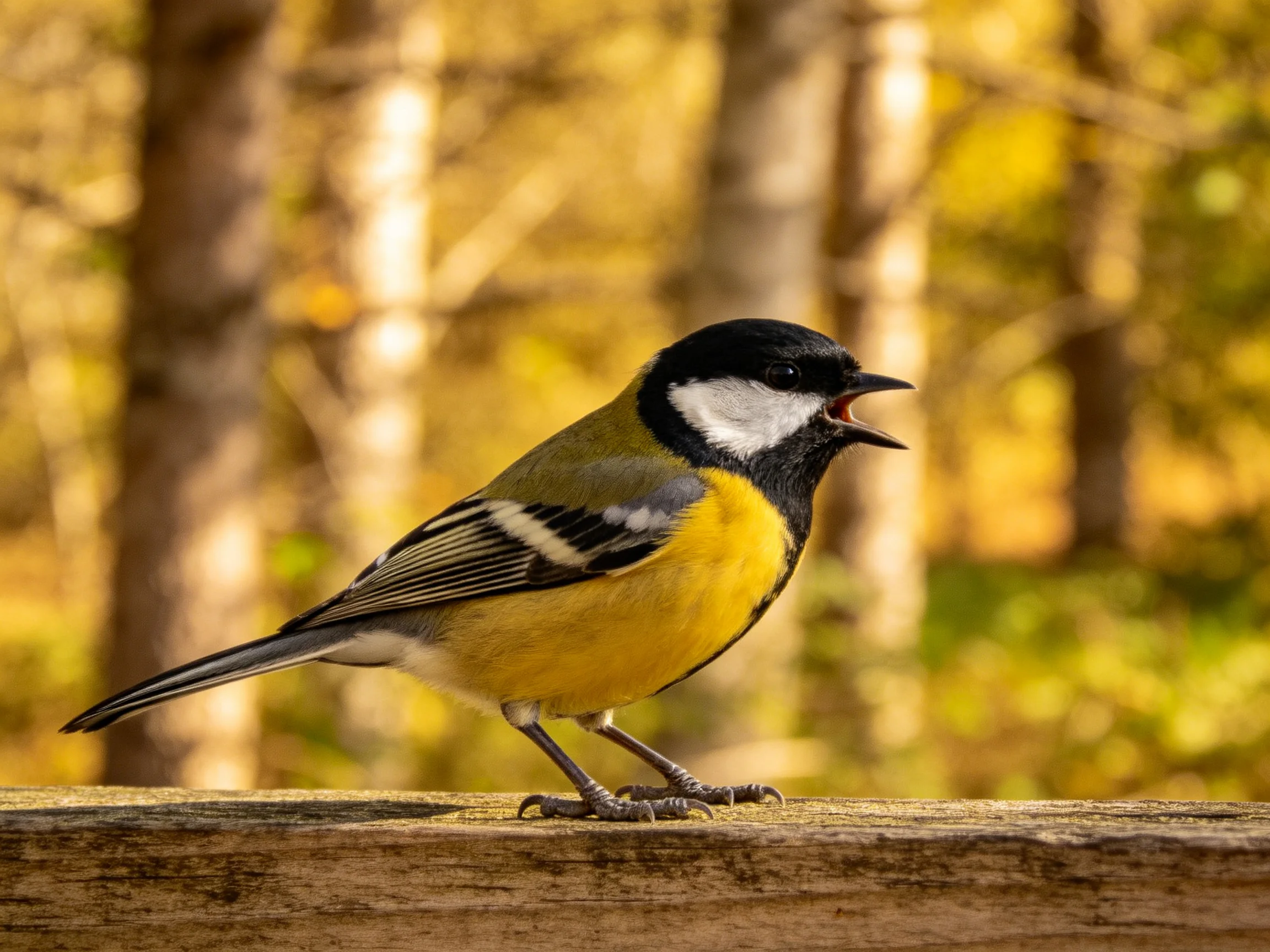 A great tit with vibrant plumage perched on wood