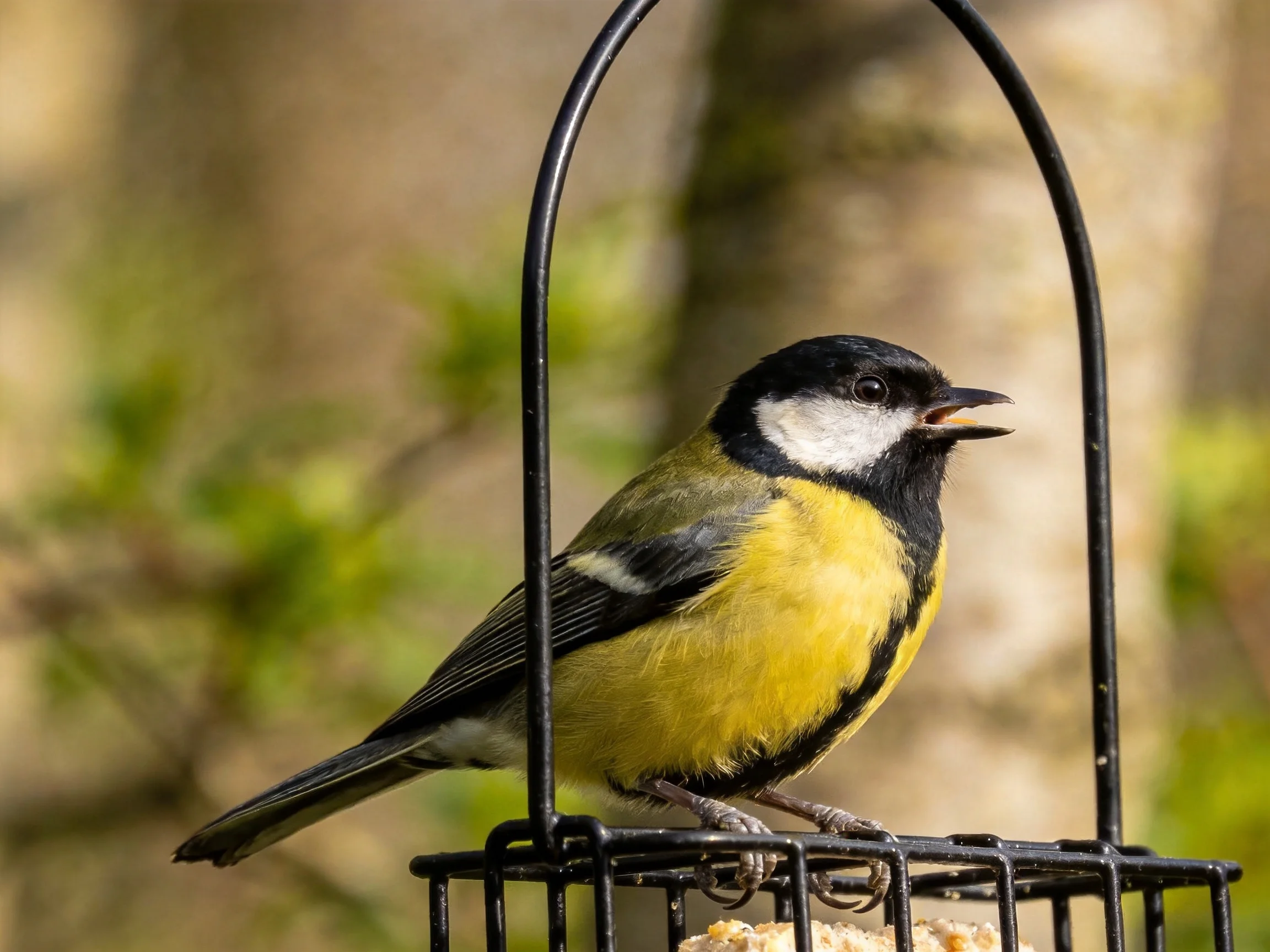 A great tit with yellow, black, and white plumage on a black metal feeder