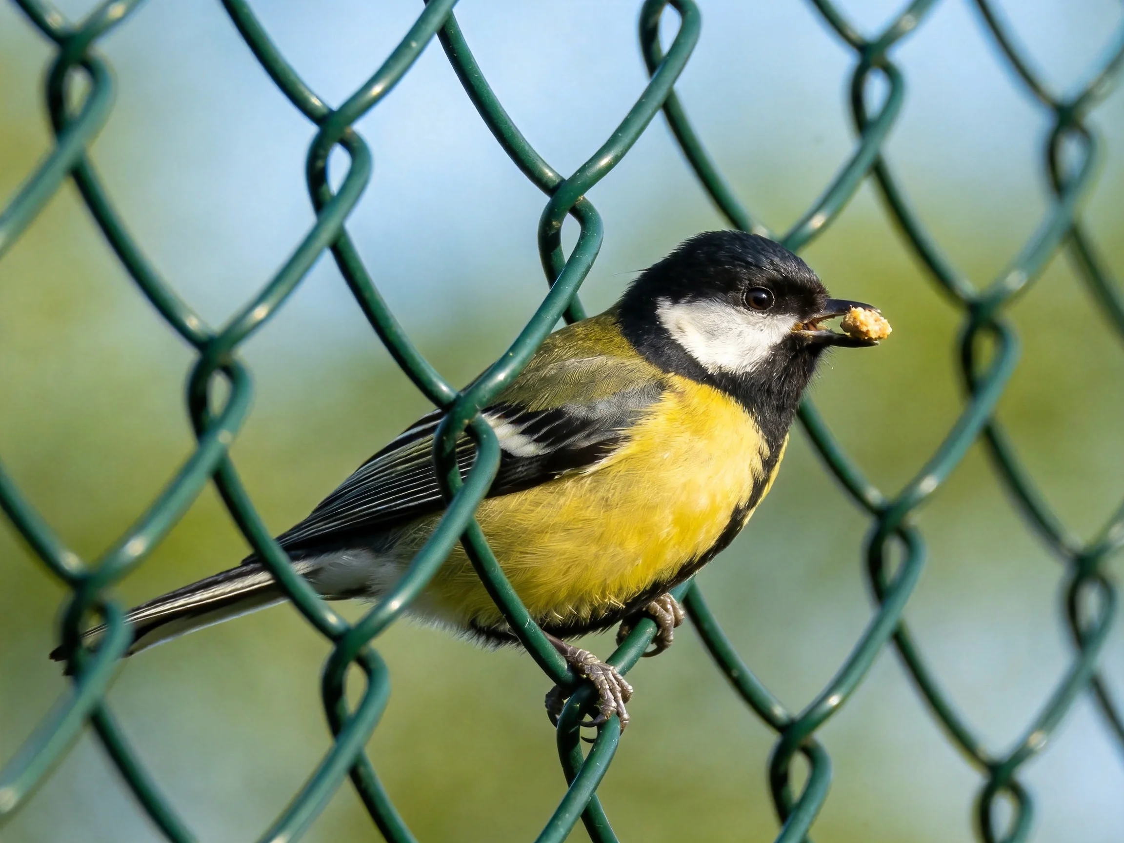 A great tit with yellow chest perched on green chain-link fence
