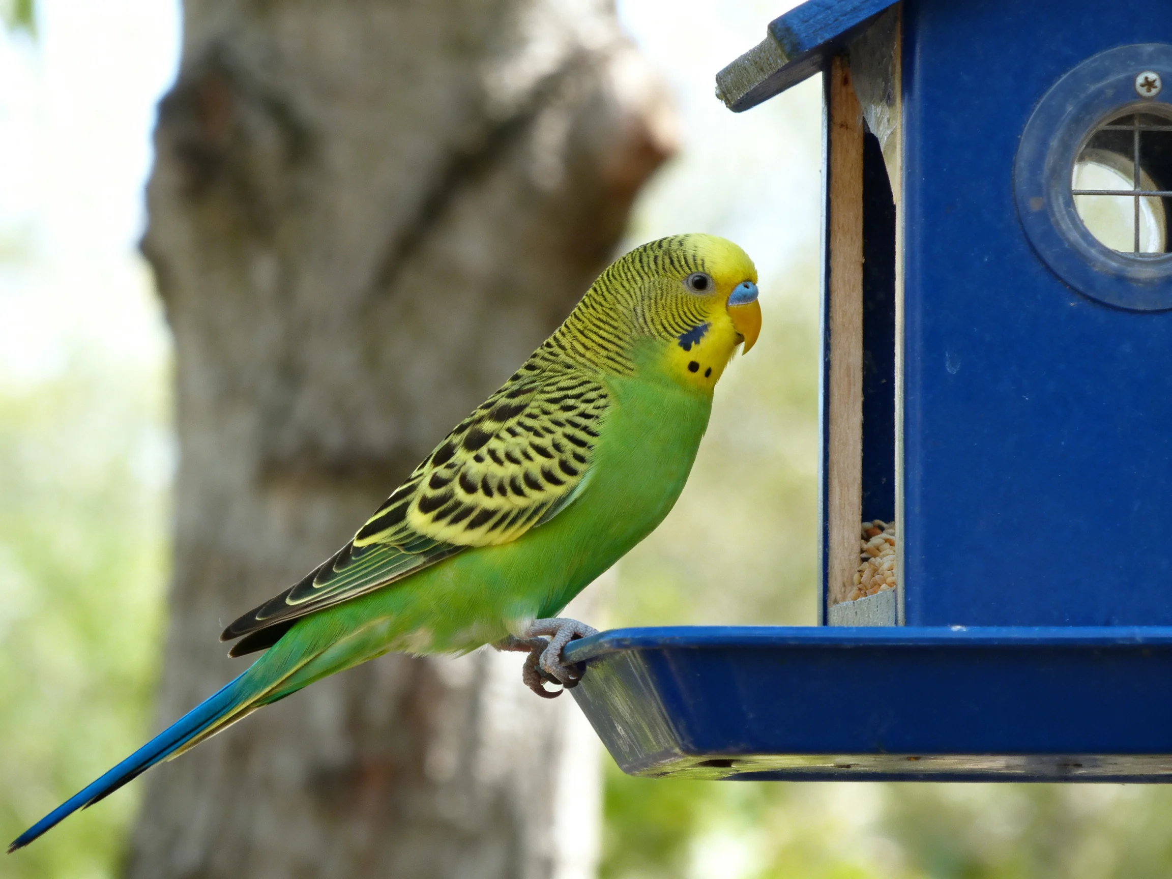 A green and yellow budgie perches on a blue bird feeder near a tree trunk.