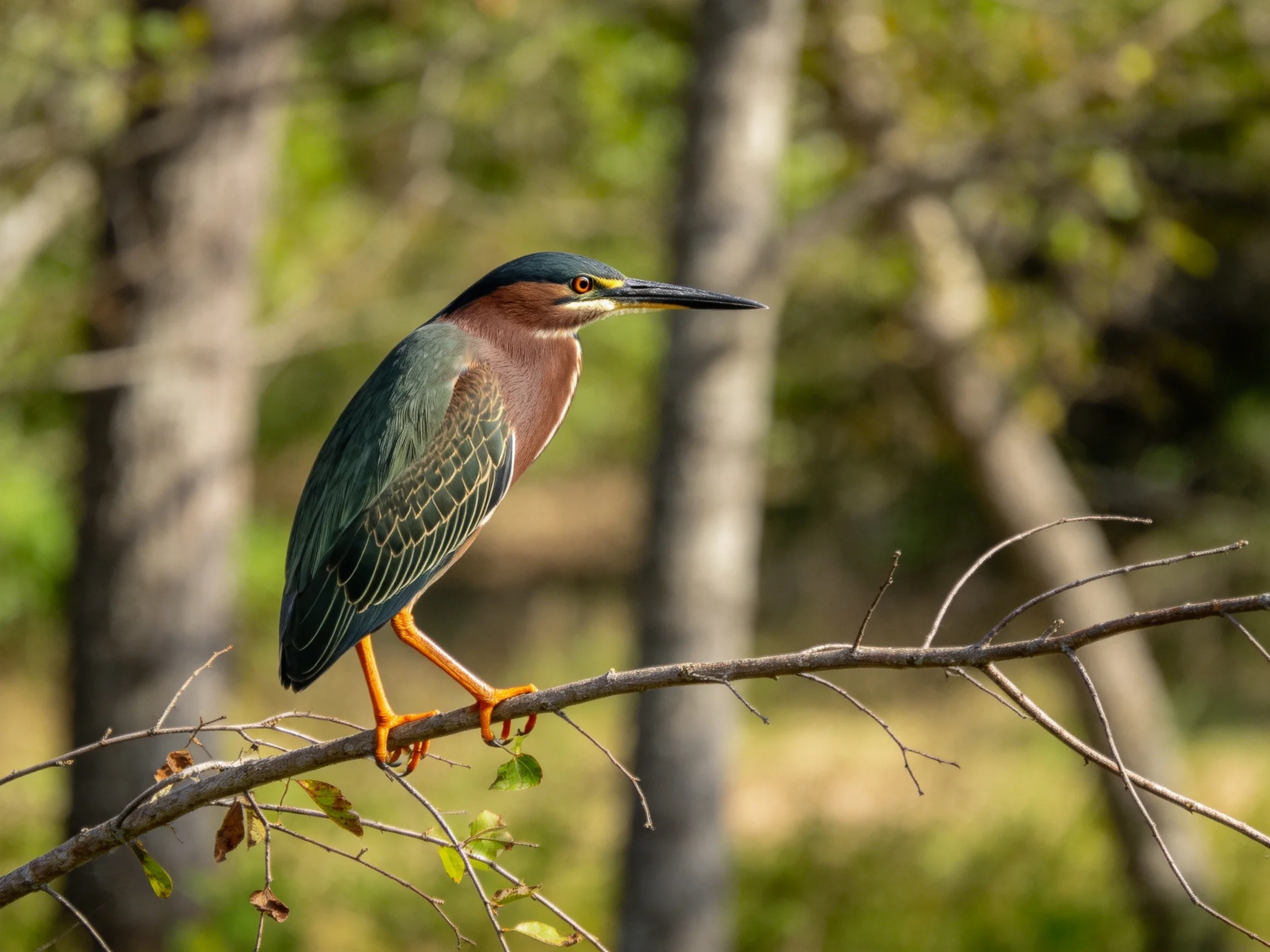 A green-backed heron with bright orange legs perches on a leafless branch