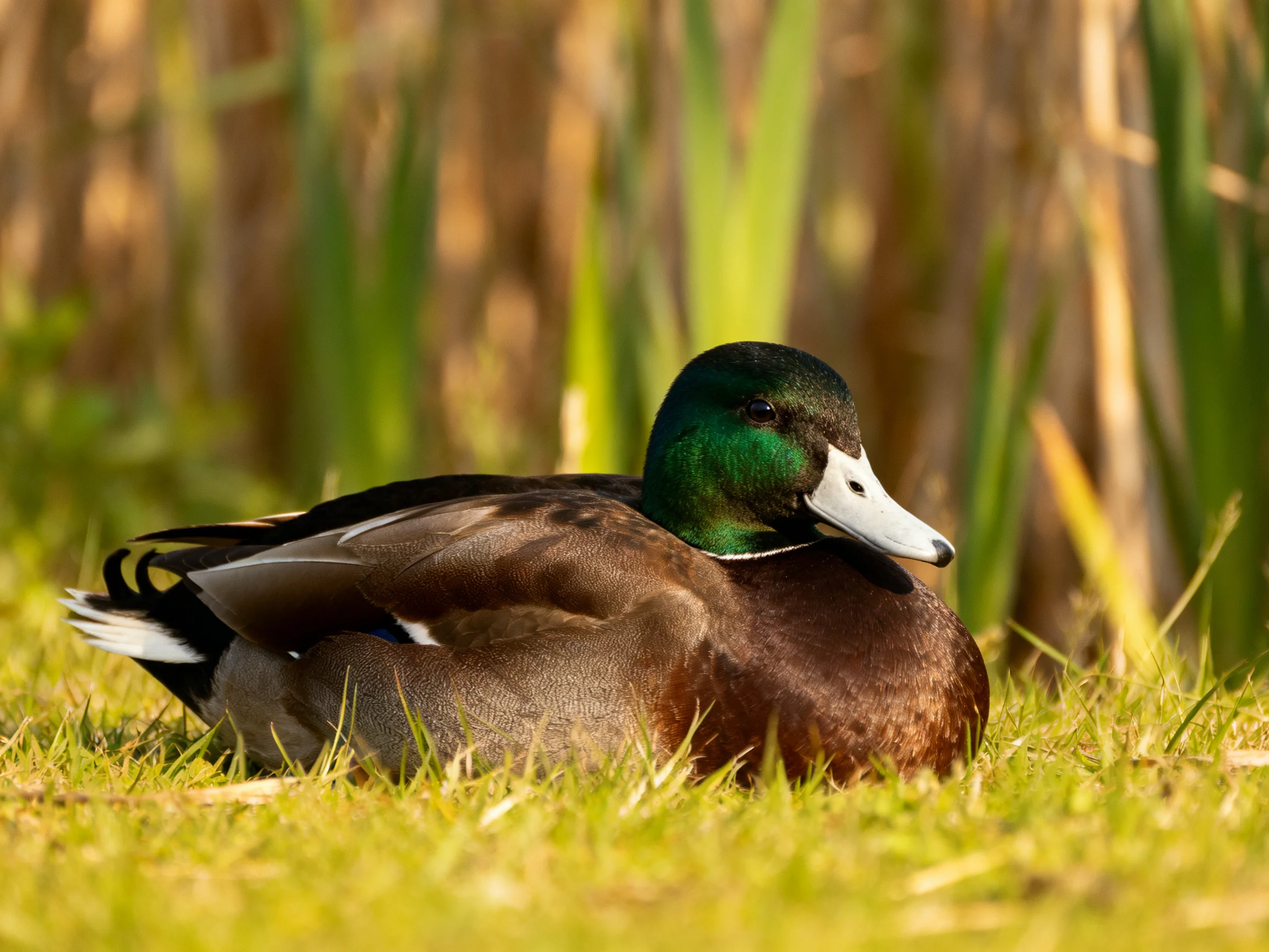 A green-headed duck resting on grass amid tall reeds