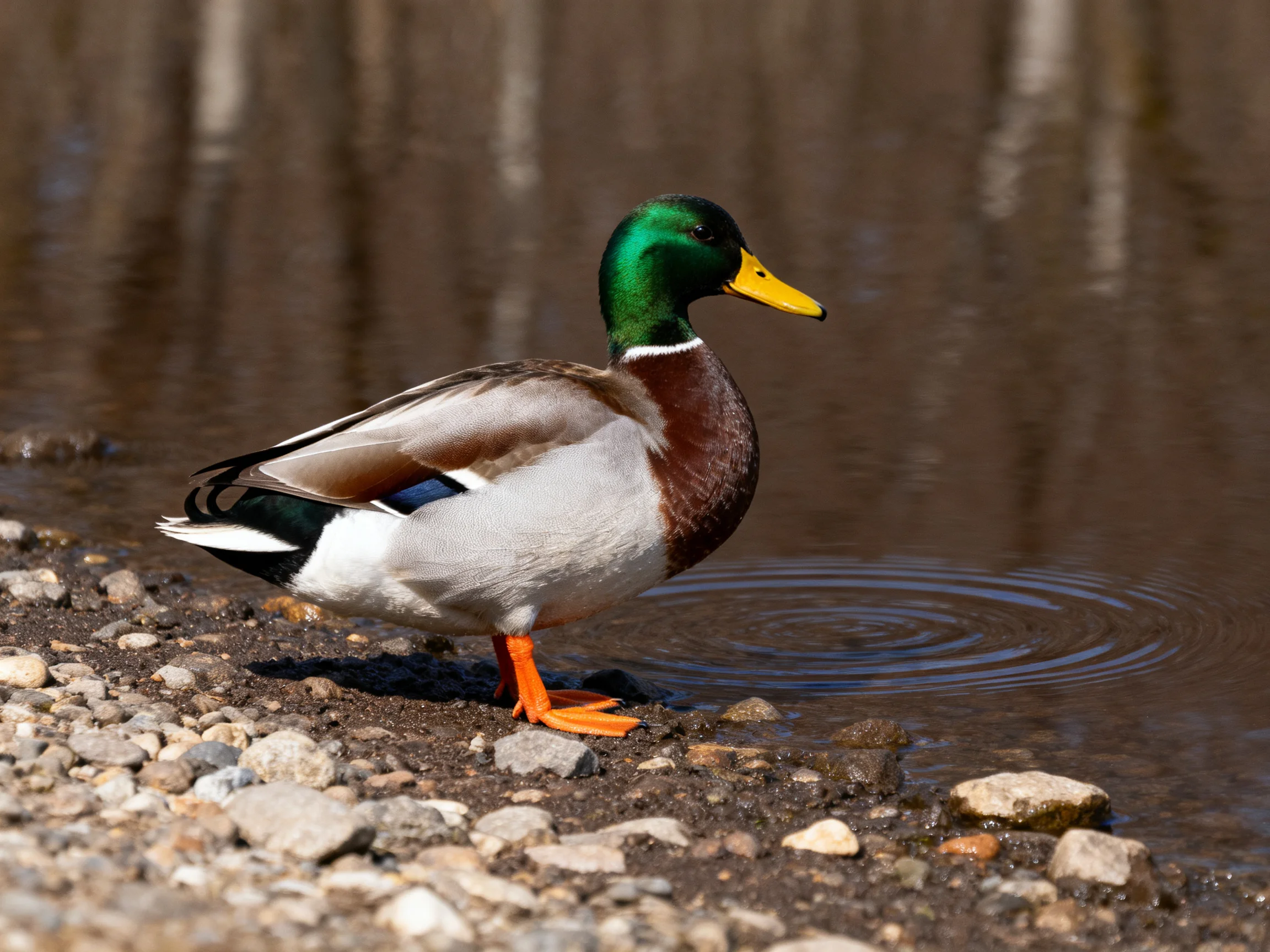 A green-headed duck with yellow beak on pebbles by calm water