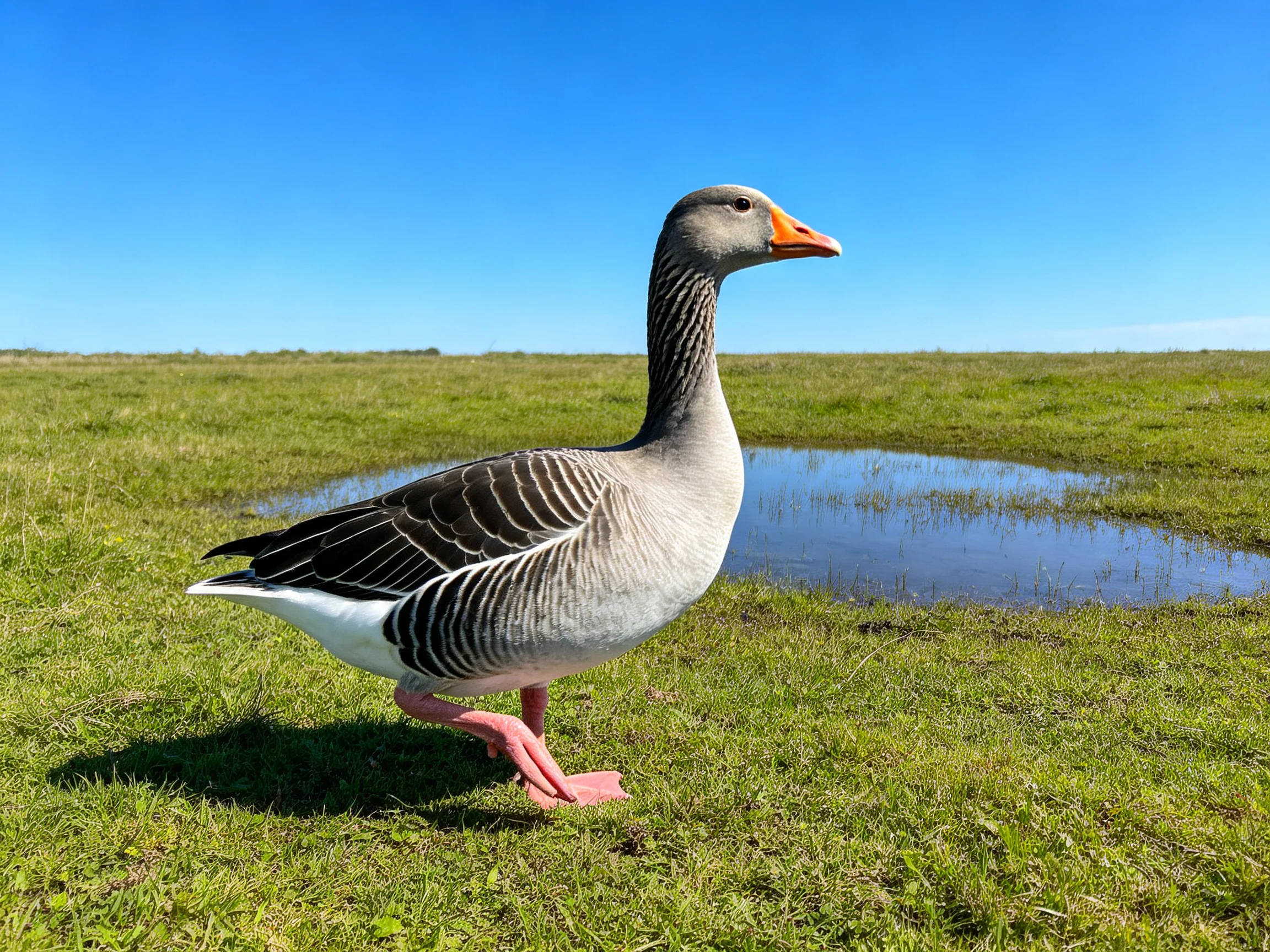A grey and black goose with an orange beak walks near a small water pool in a lush green meadow