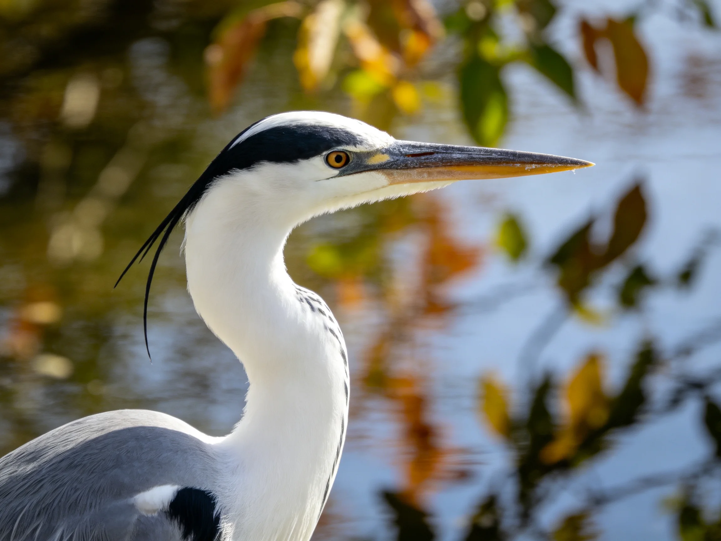 A grey heron with black and white plumage near water
