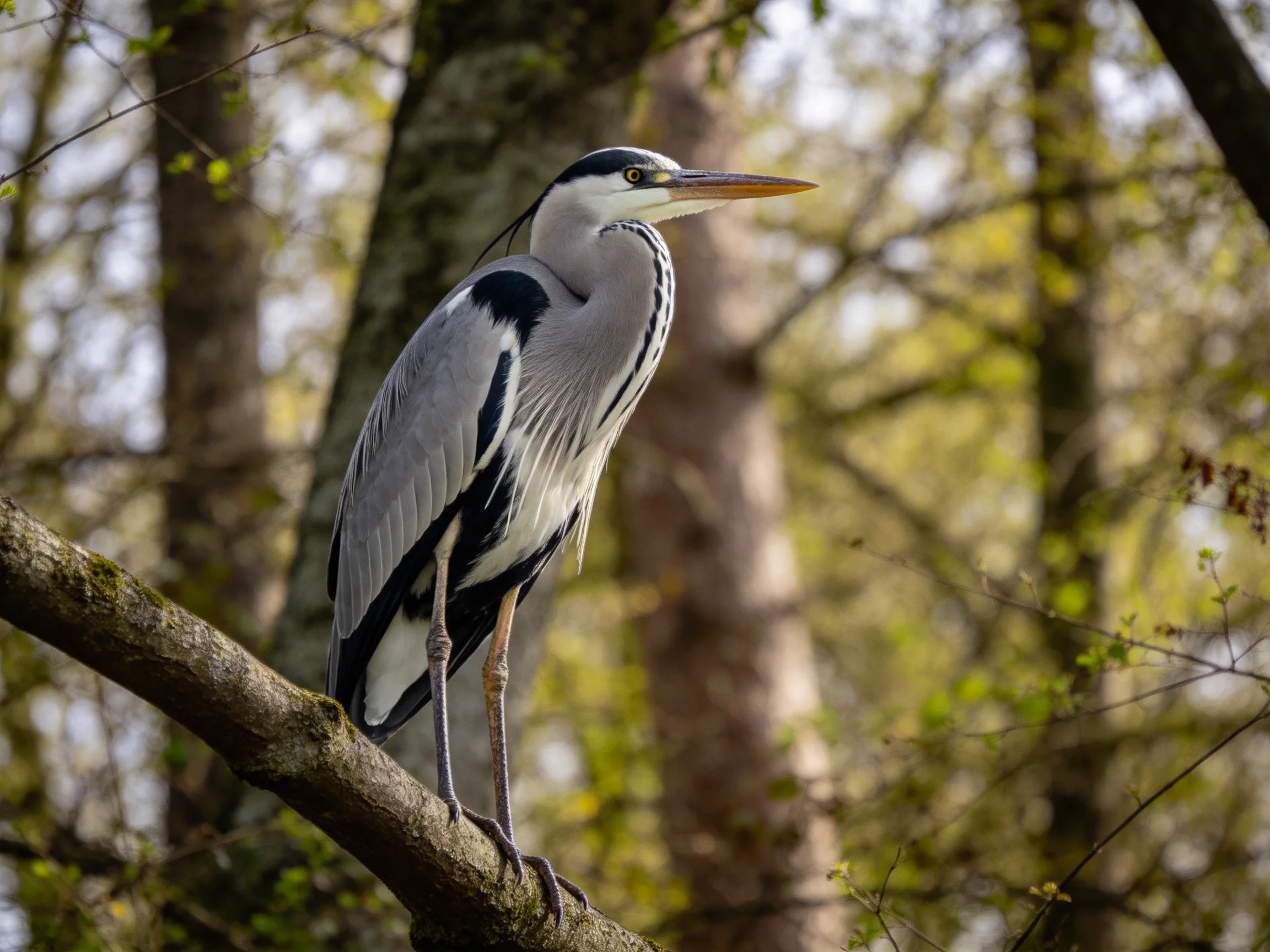 A grey heron with black wings perches on a mossy tree branch