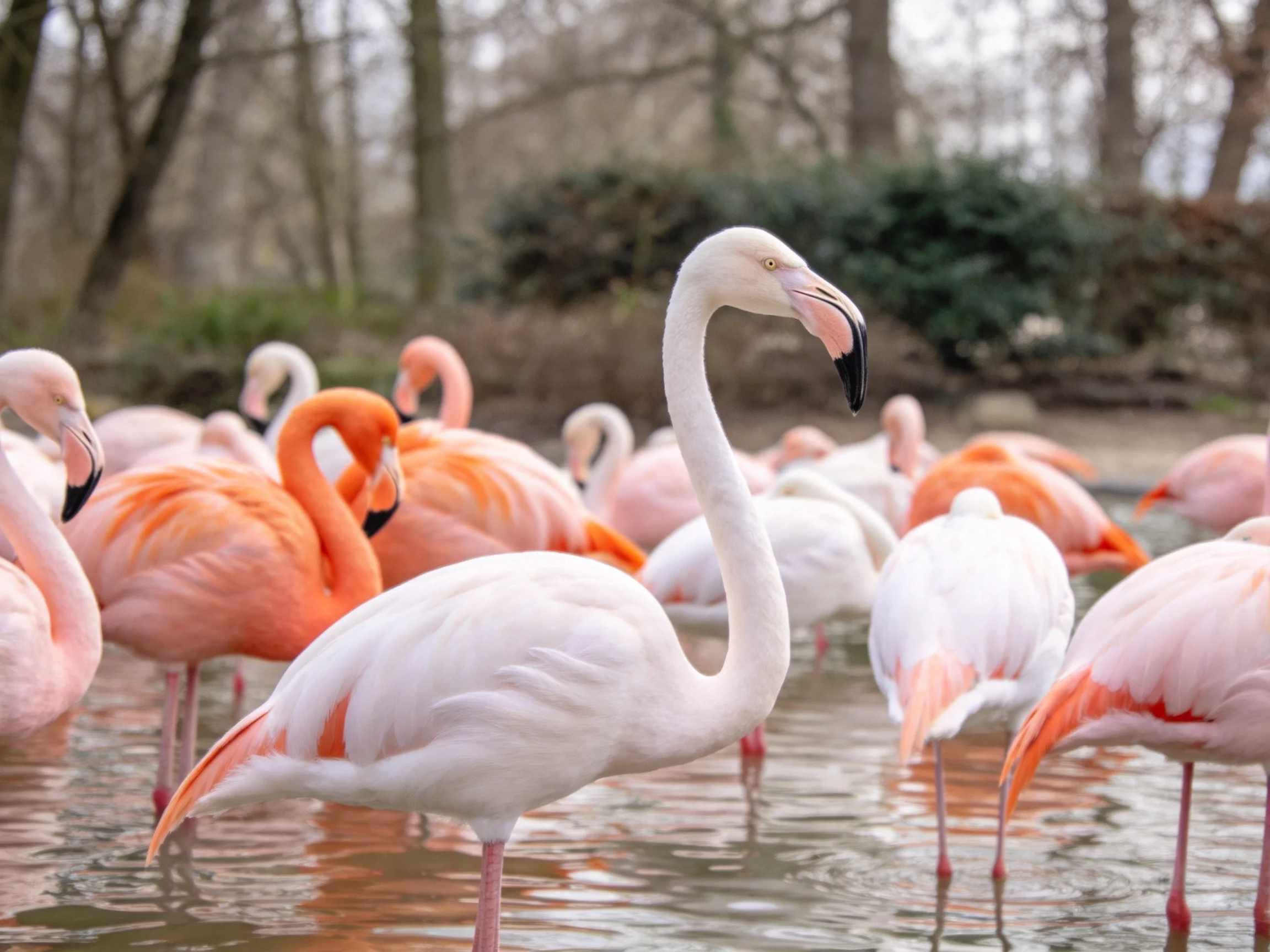 A group of flamingos in shallow water with varied pink hues