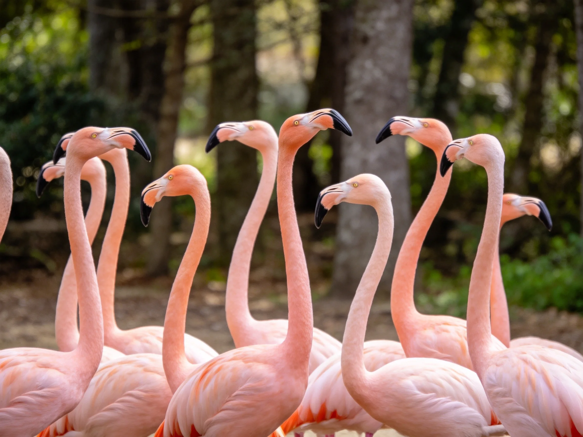 A group of pink flamingos gathered near trees