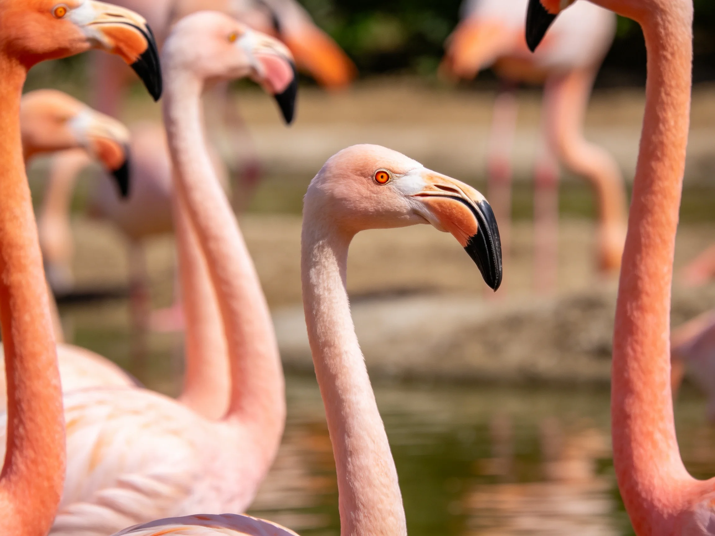 A group of vibrant pink flamingos gathered near calm water