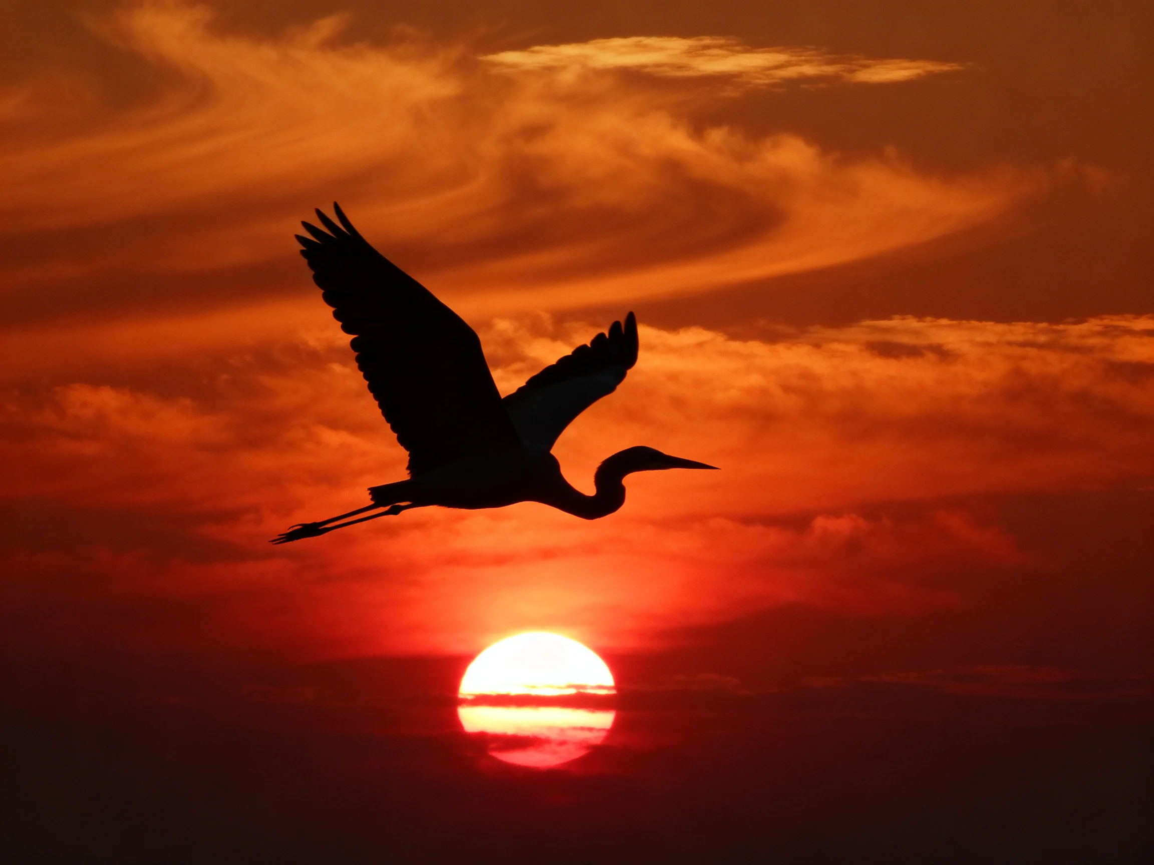 A heron silhouetted against a fiery orange sunset sky