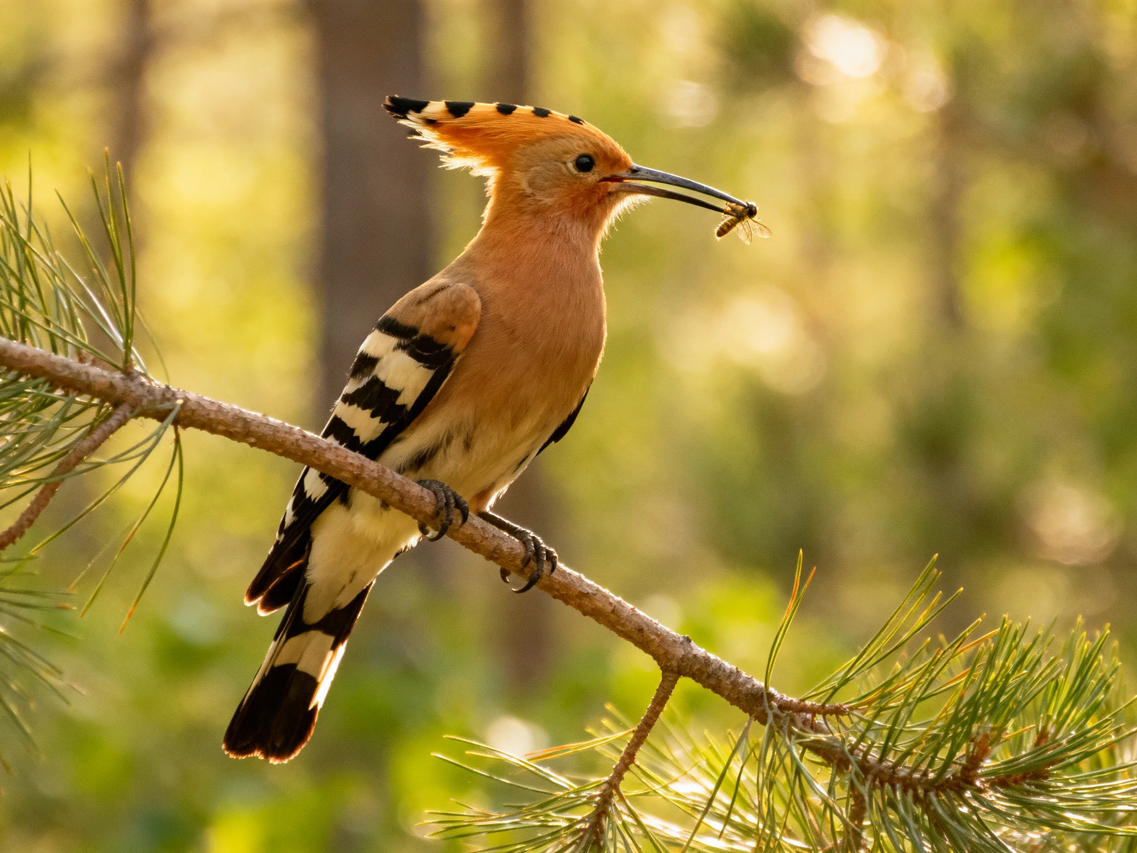 A hoopoe perched on a pine branch with food