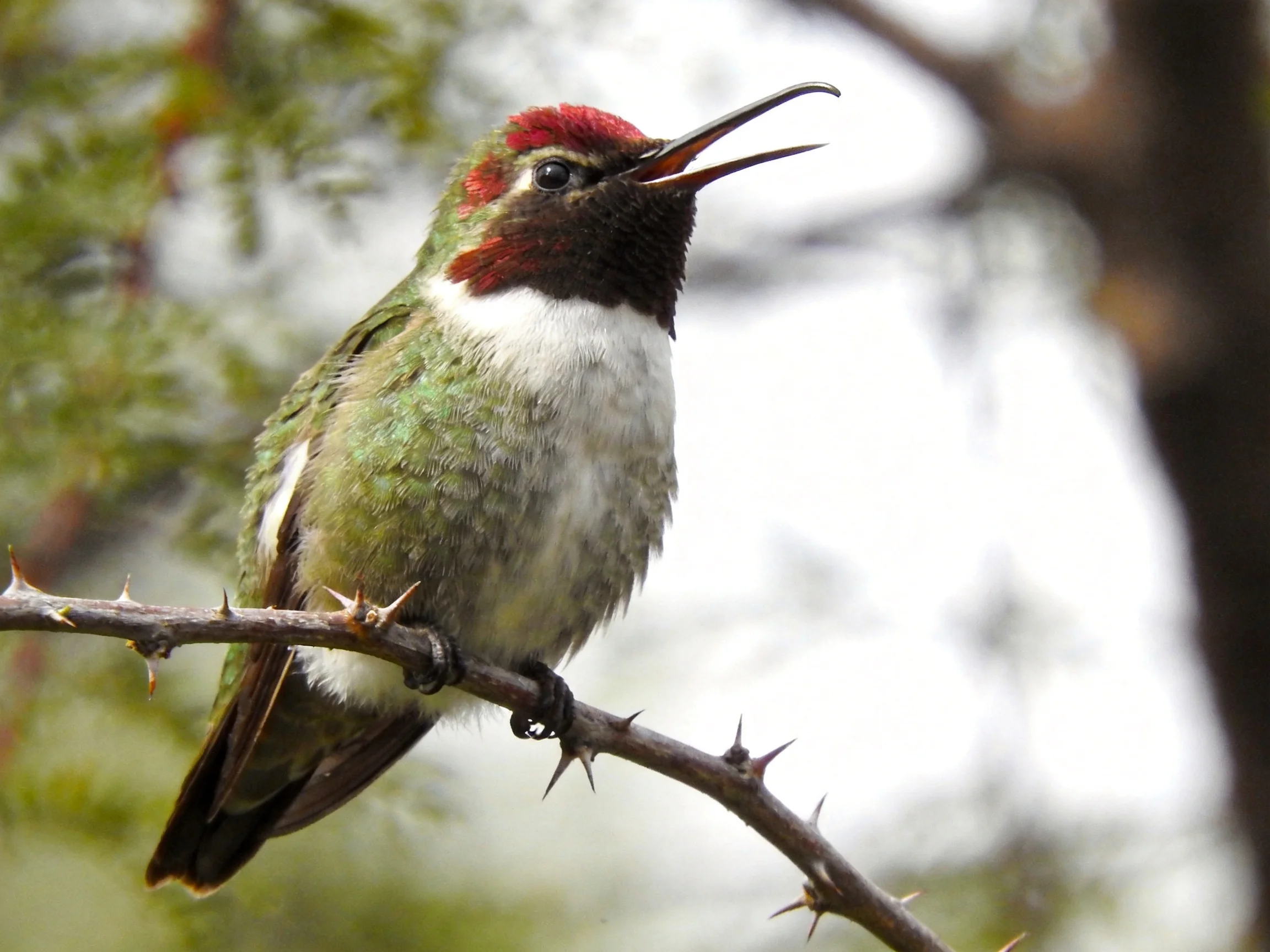 A hummingbird with red crest perched on a thorny branch