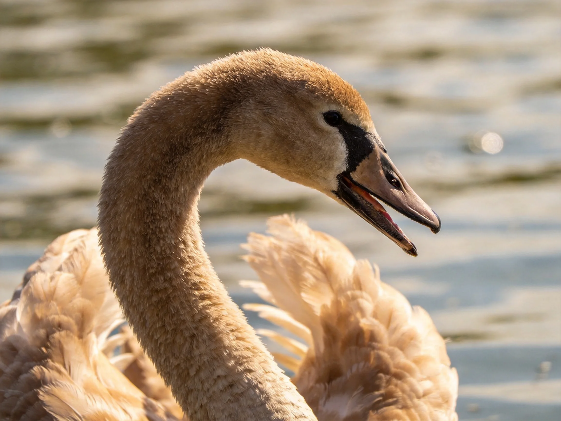 A juvenile swan with tan plumage near calm water