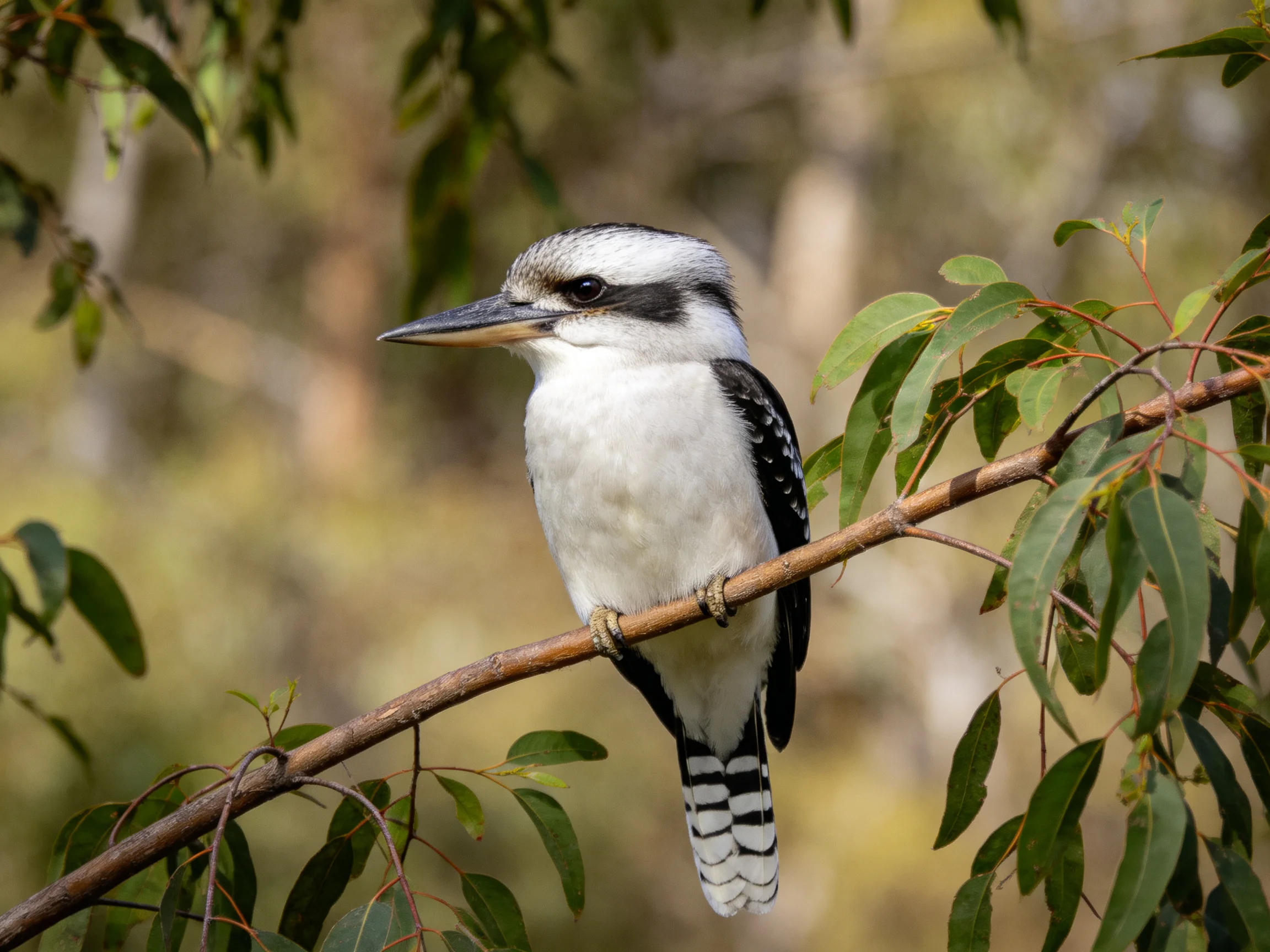 A kookaburra sits calmly on a tree branch among green leaves.