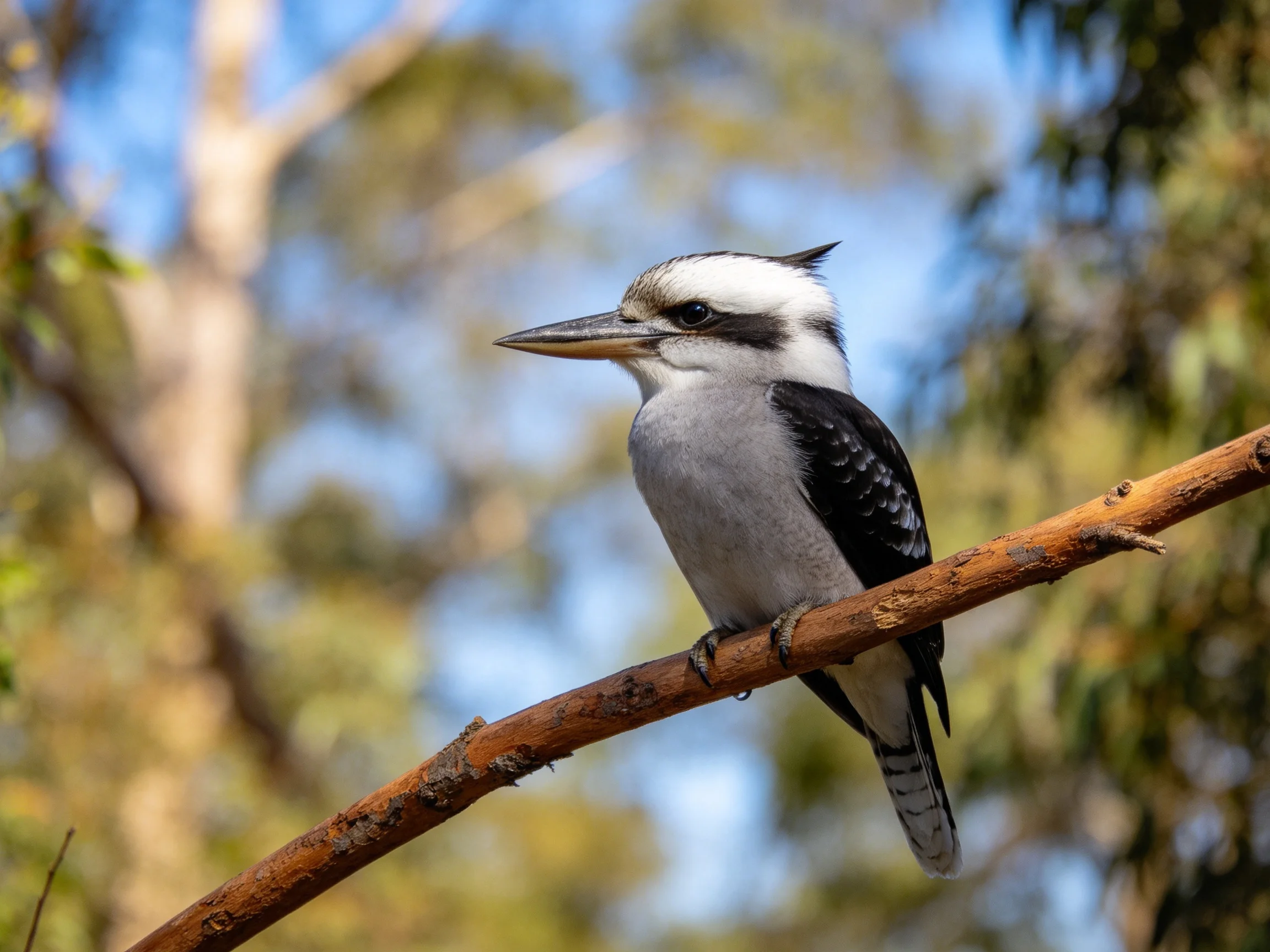 A kookaburra with black, white, gray plumage rests on a brown tree branch amid greenery.