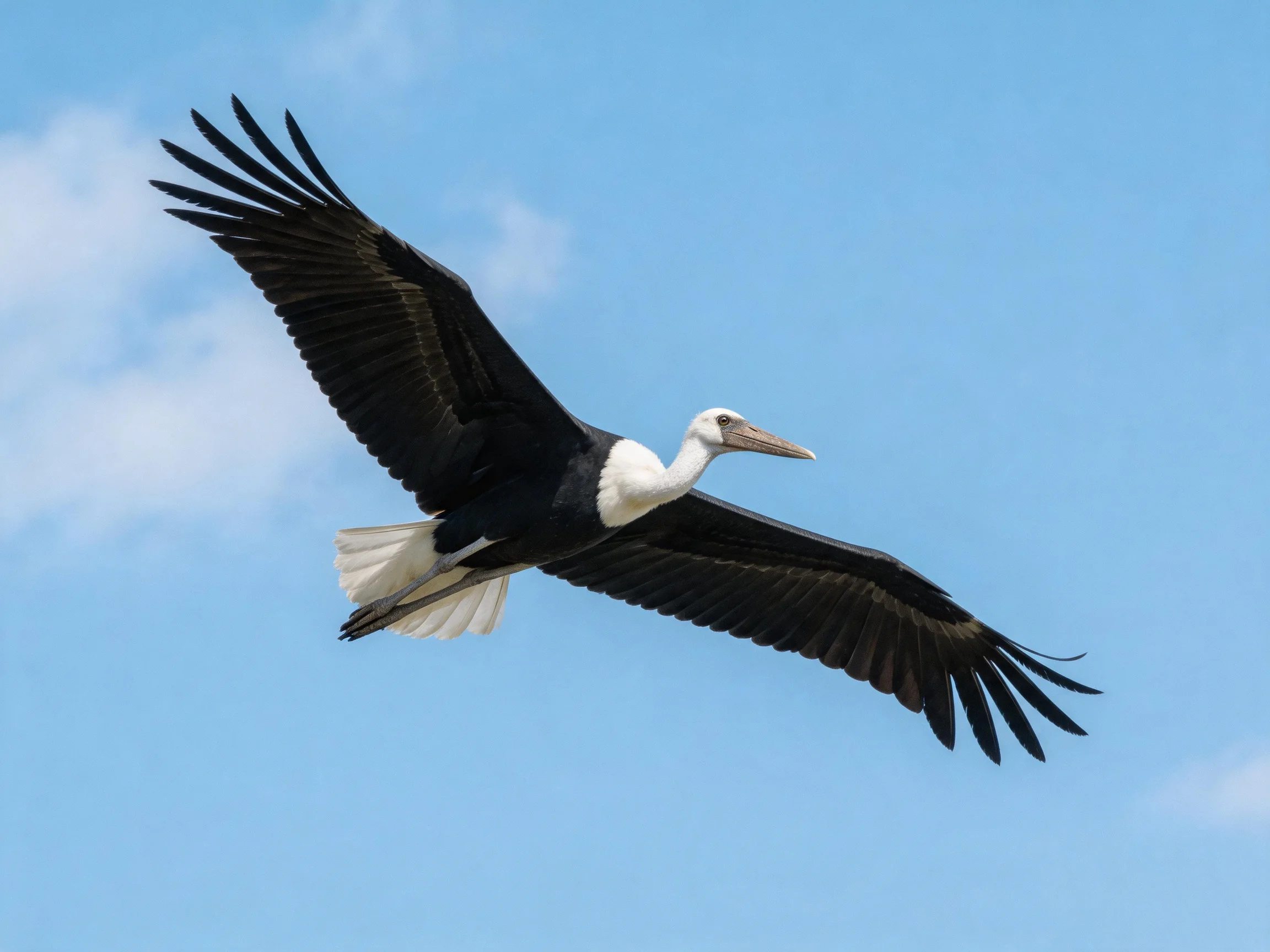 A large black-and-white bird soaring against a clear blue sky