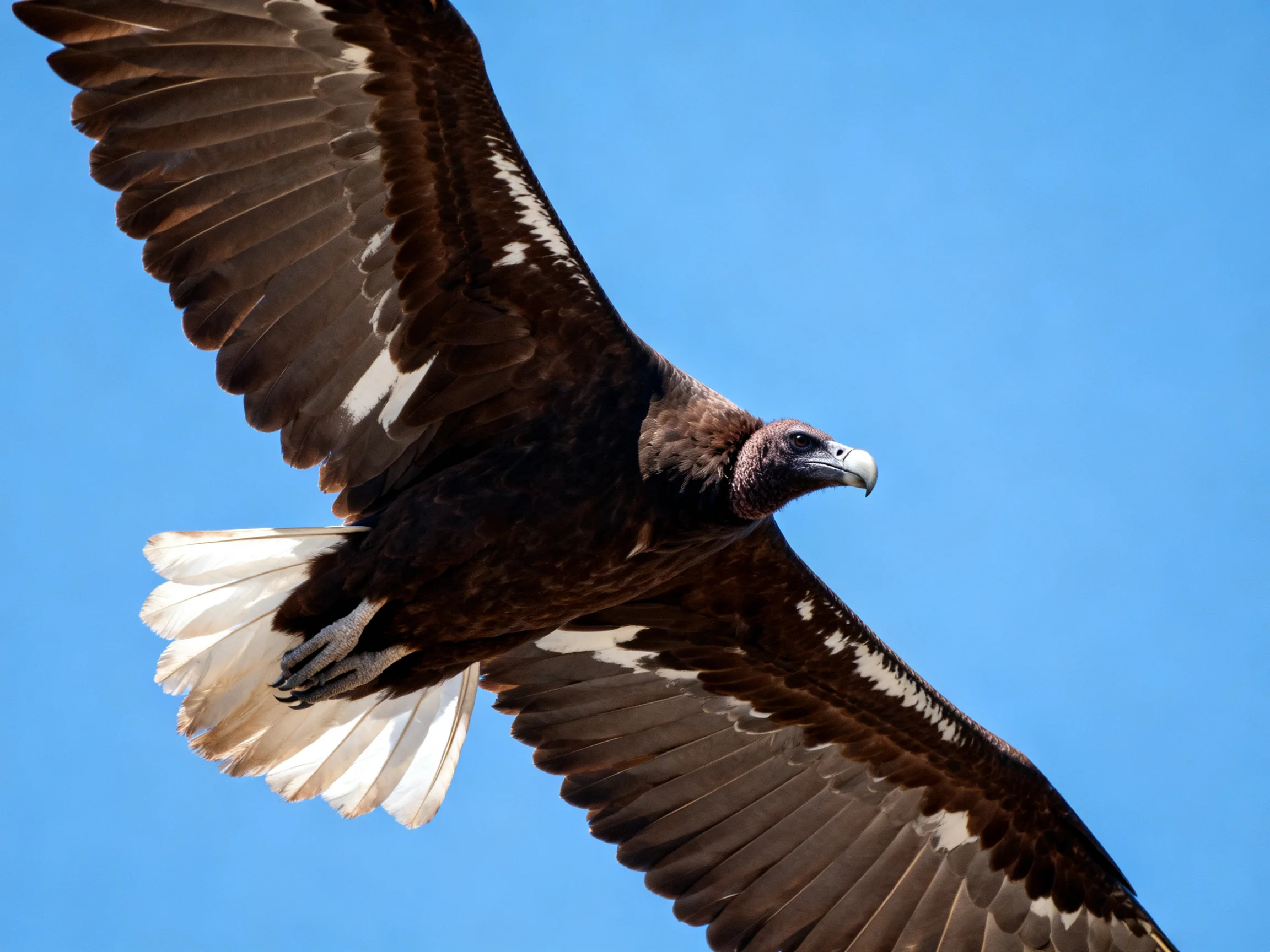 A large dark-brown bird soars with outstretched wings against clear blue sky