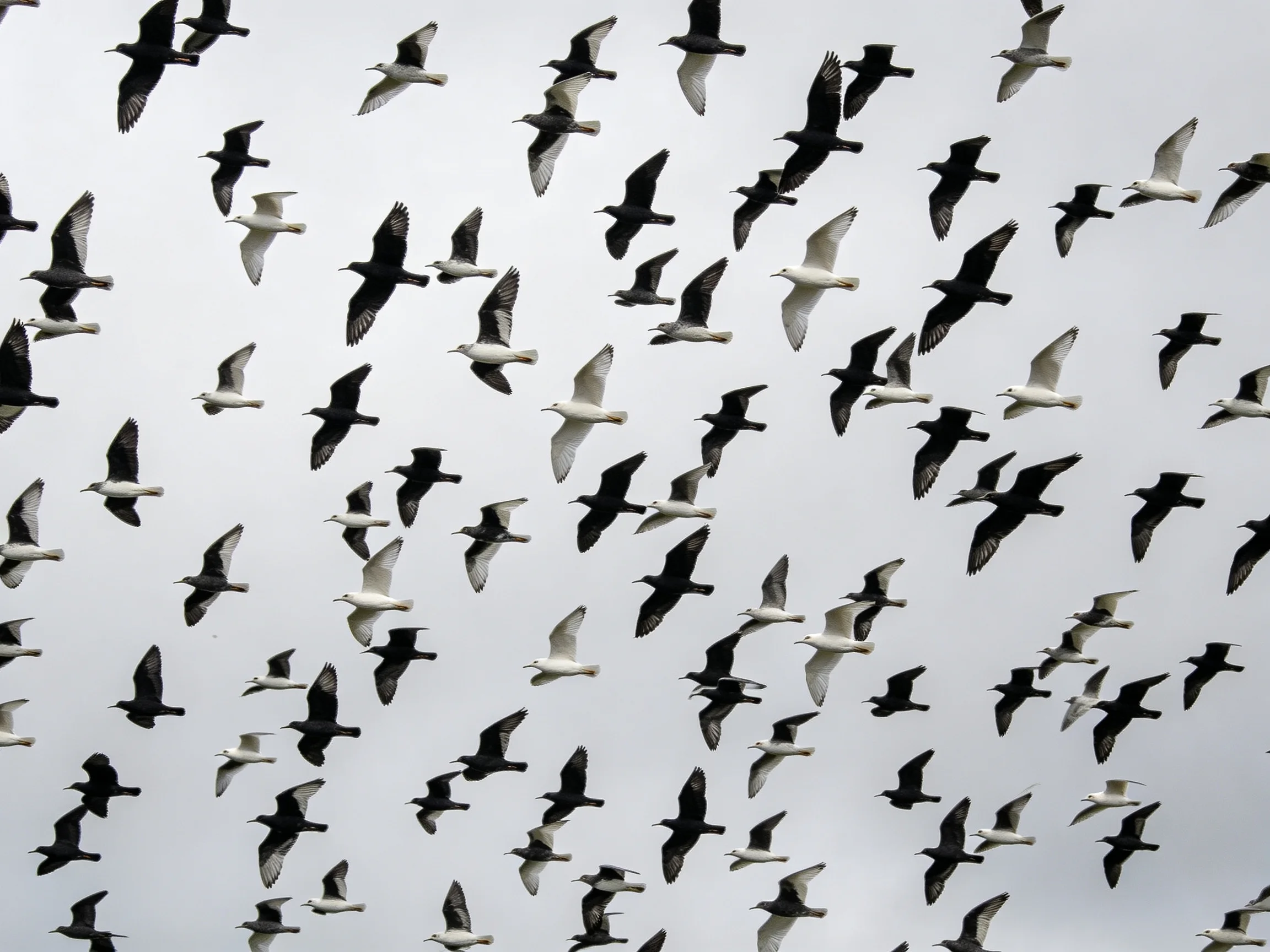 A large flock of black and white birds soaring against an overcast sky