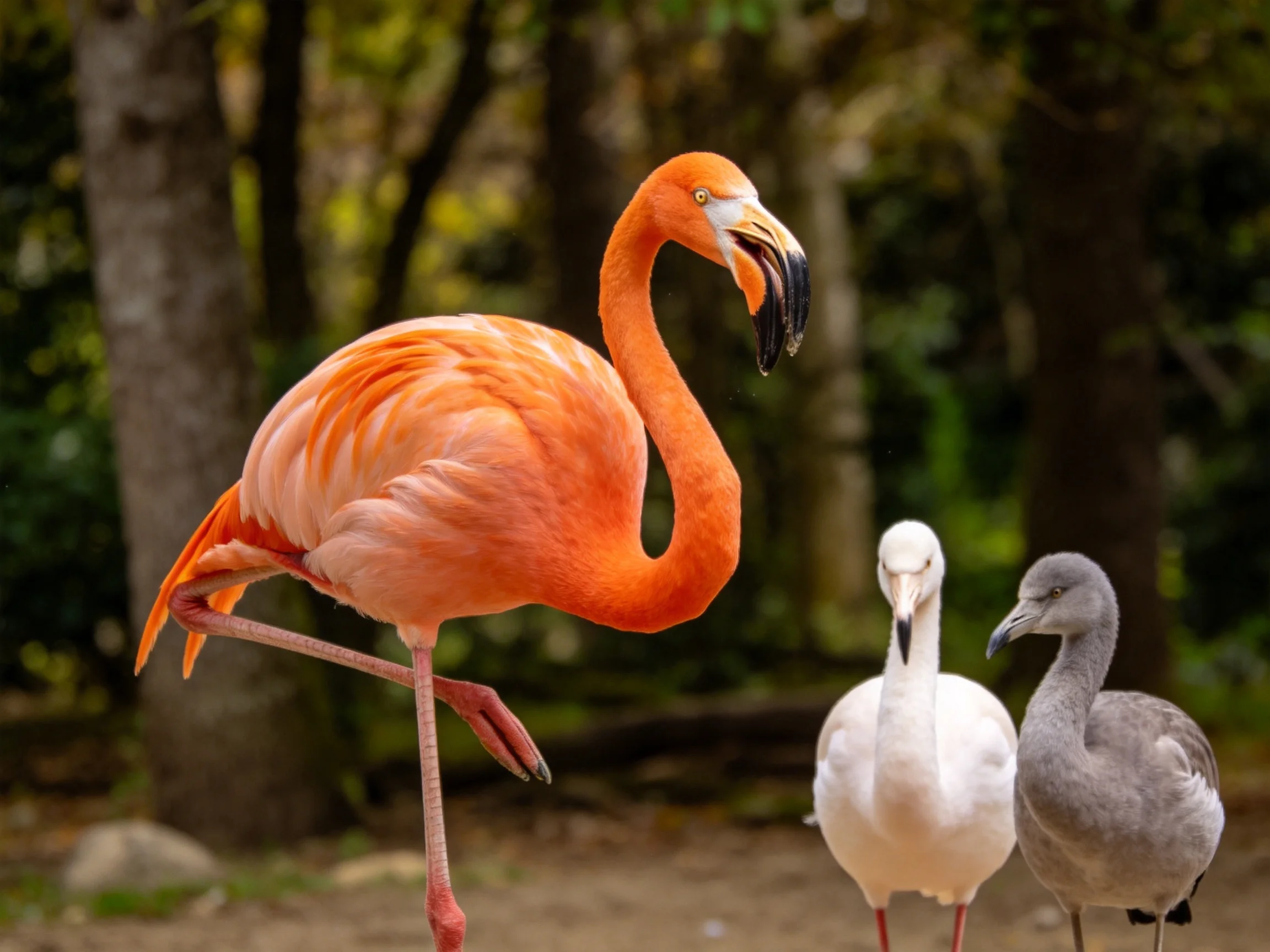 A large orange flamingo stands near two smaller birds in a forested area
