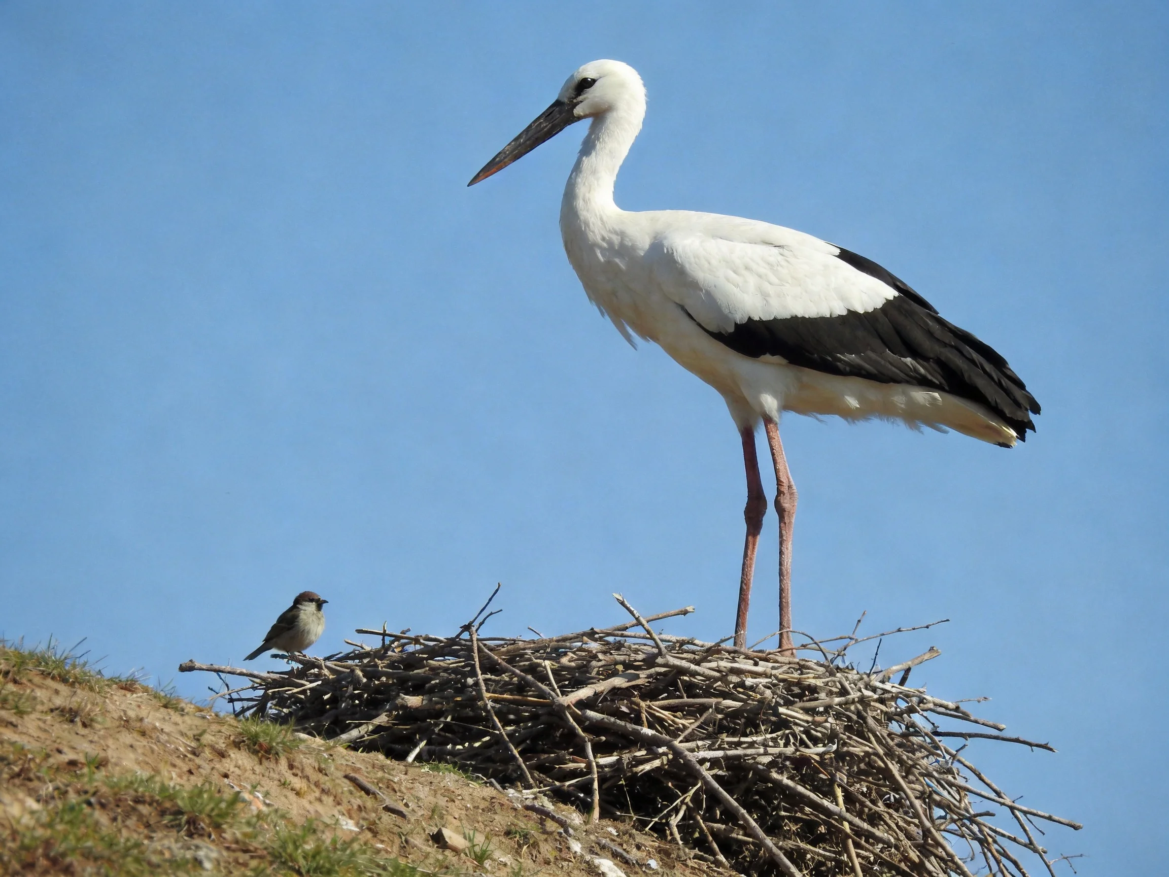 A large white and black stork stands on a twig nest beside a small bird