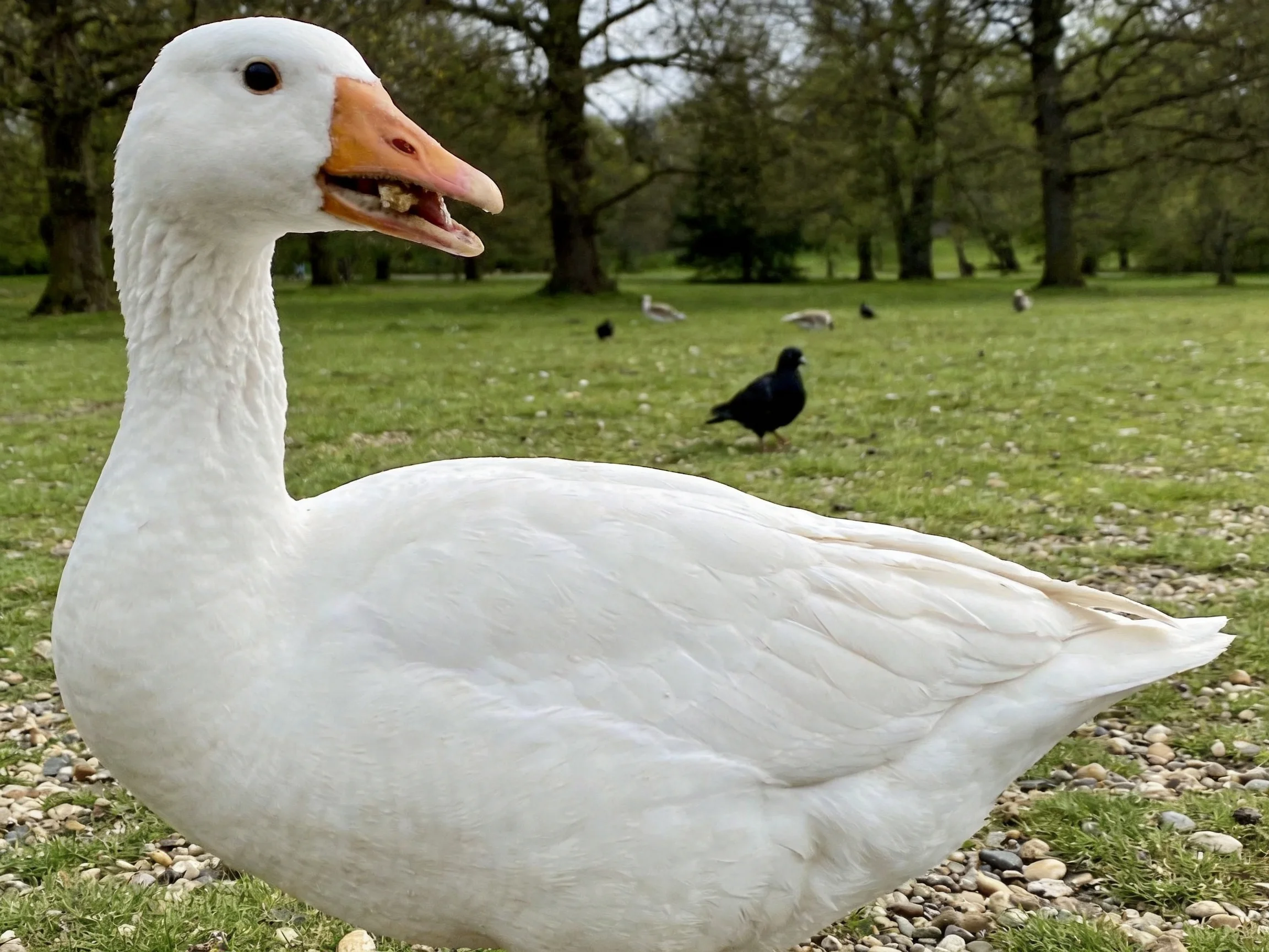 Close-up of a white goose with an orange beak in a grassy park.