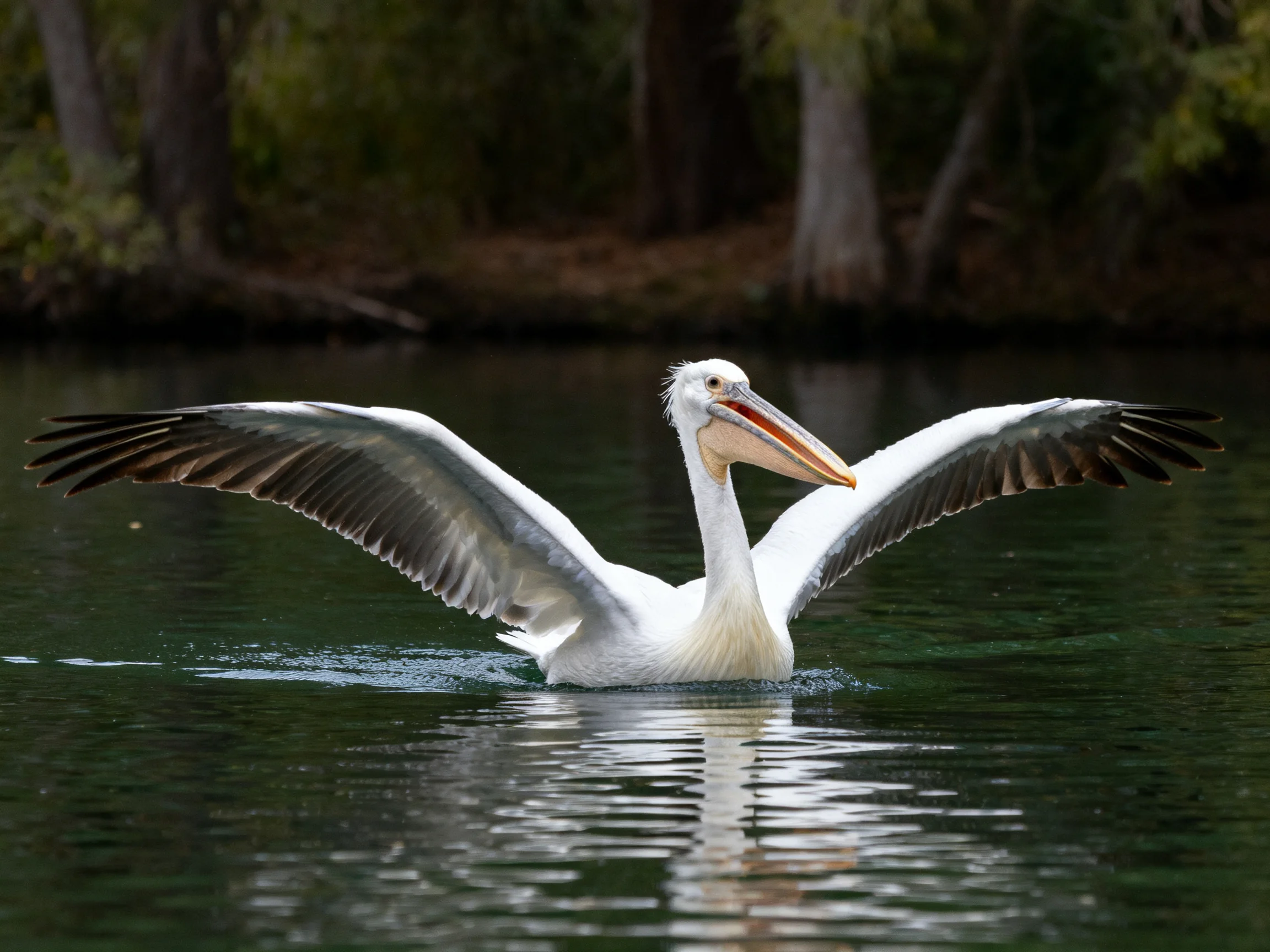 A large white pelican spreads wings over calm green water